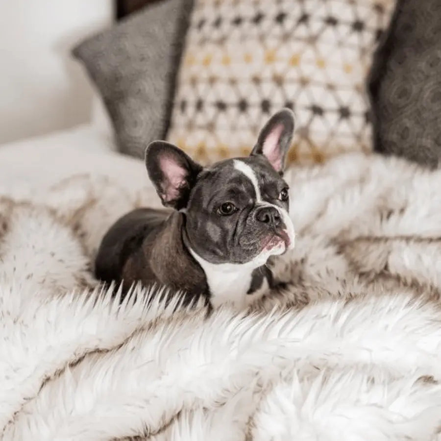 PupProtector™ Waterproof Throw Blanket - White with Brown Accents Paw.com