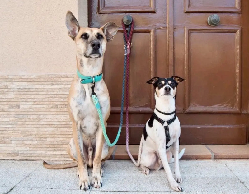 ROPE LEASH - OMBRE OCEAN