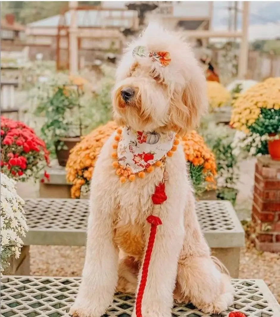Dog Rope Leash - Natural PAWSOME PETS