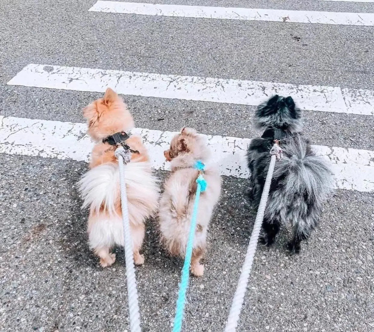 Dog Rope Leash - 	Teal PAWSOME PETS