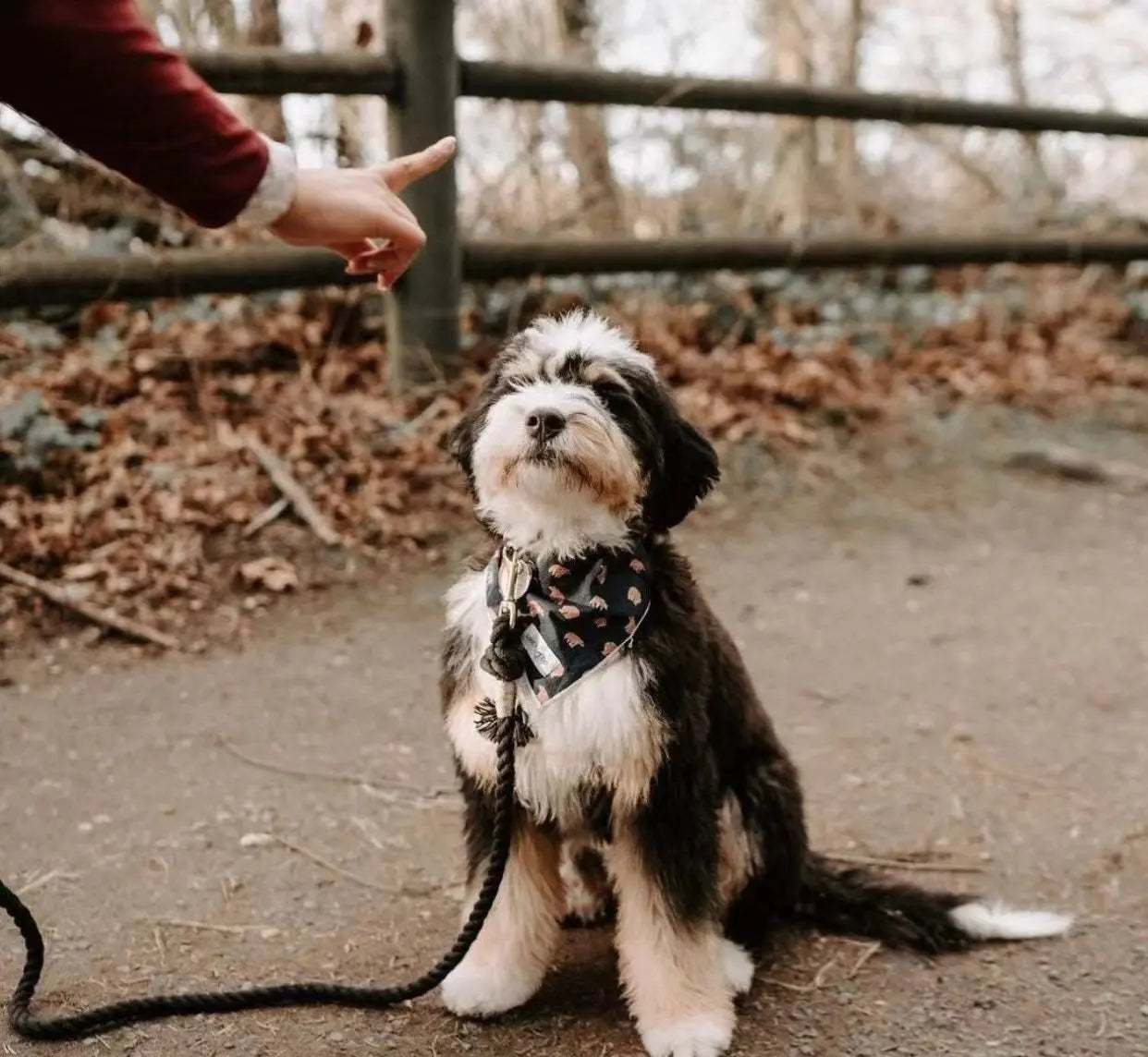 Dog Rope Leash - Emerald PAWSOME PETS