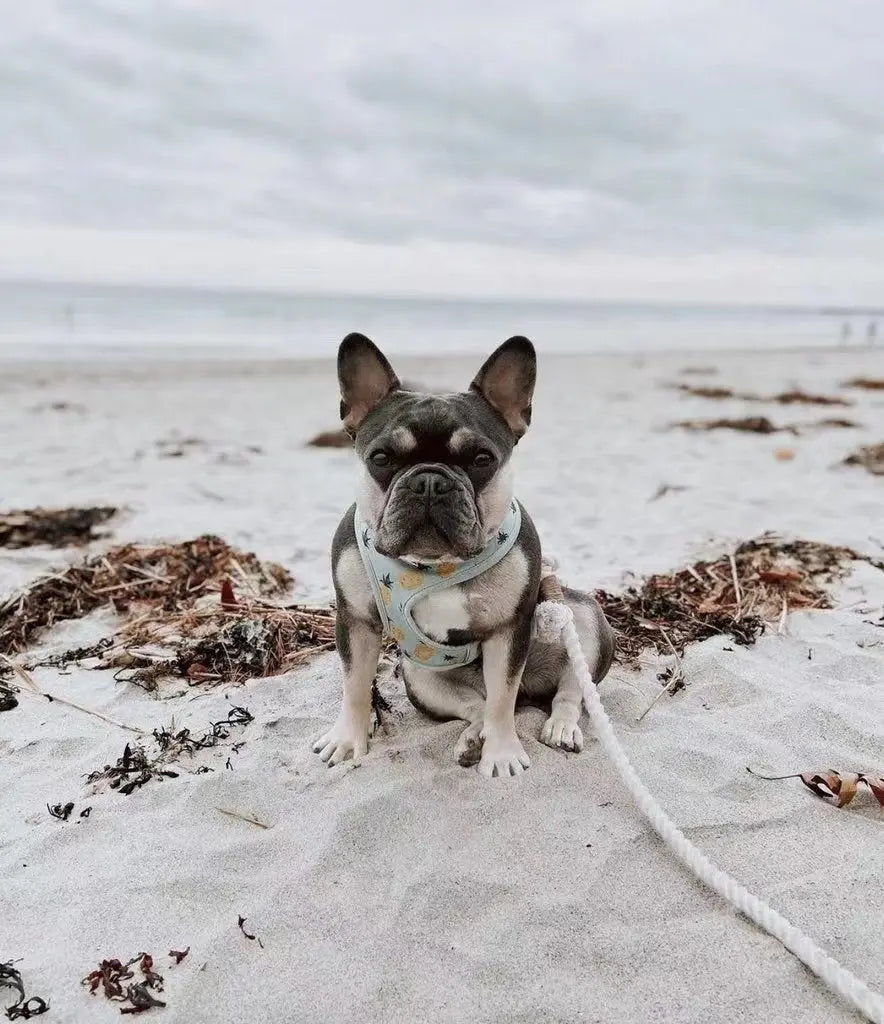 Dog Rope Leash - 	Teal PAWSOME PETS