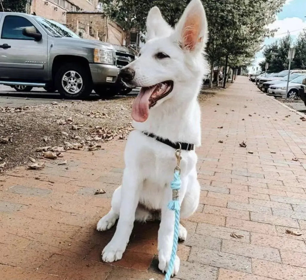 Dog Rope Leash - 	Teal PAWSOME PETS