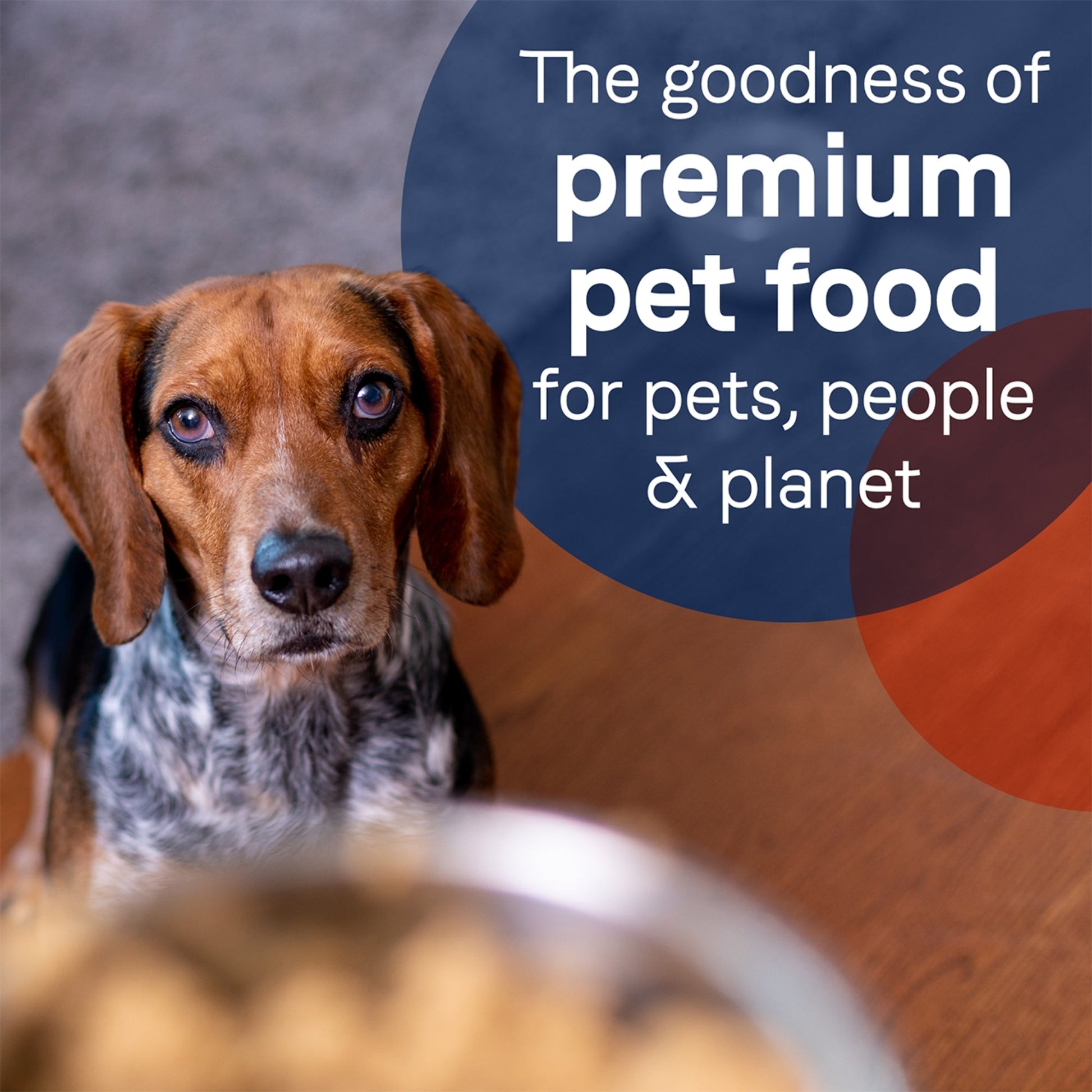 CANIDAE PURE Goodness GrainFree LID Canned Dog Food Elements Formula w/Lamb, Turkey  Chicken, 12ea/13 oz