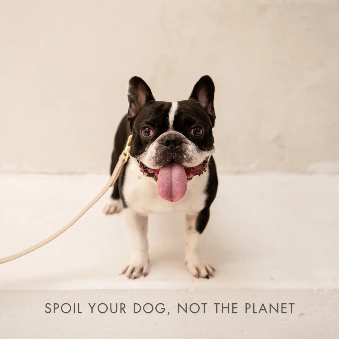 Collar - Air Tag Enabled - Vegan Leather - Cupertino Nina Woof