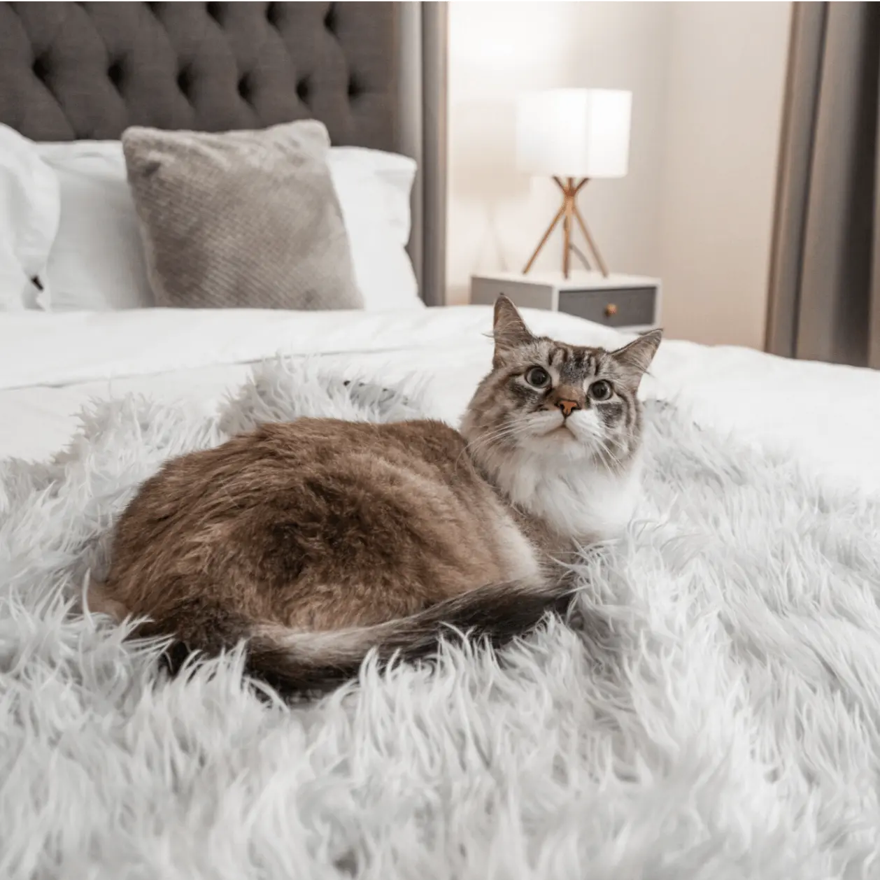 CatNap™ Anti-Scratch & Waterproof Throw Blanket - Grey Paw.com
