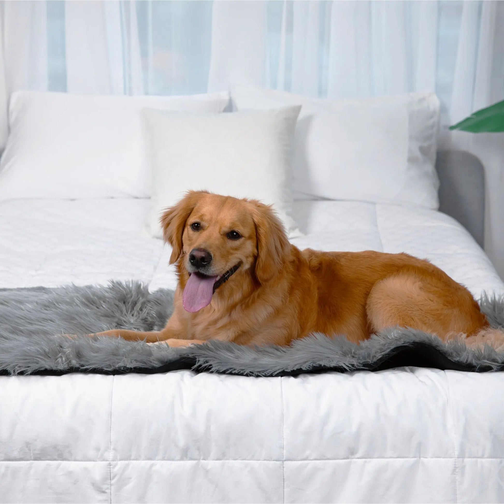 PupProtector™ Waterproof Bed Runner - Charcoal Grey Paw.com