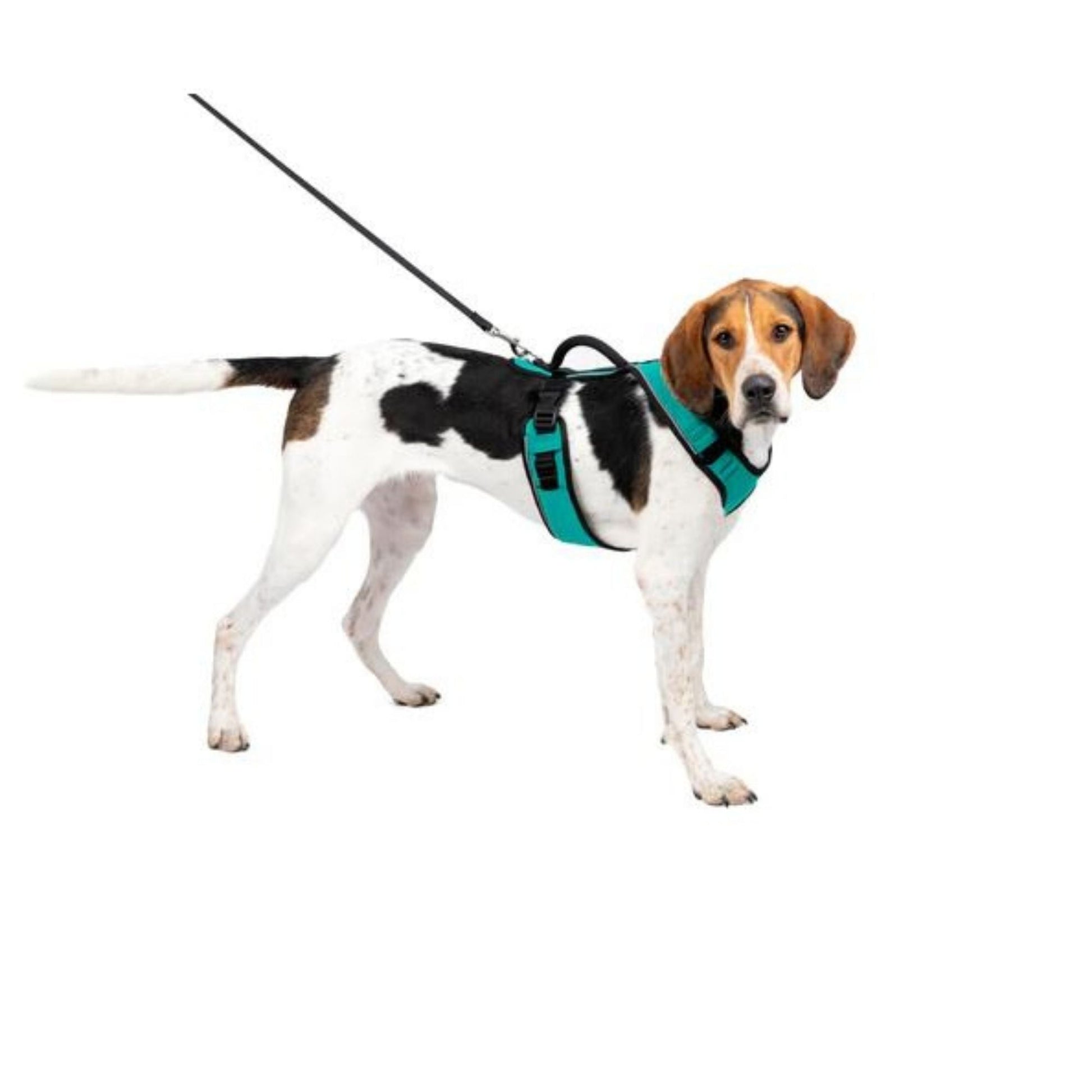 Petsafe Dog Easy Sport Harness Teal Medium