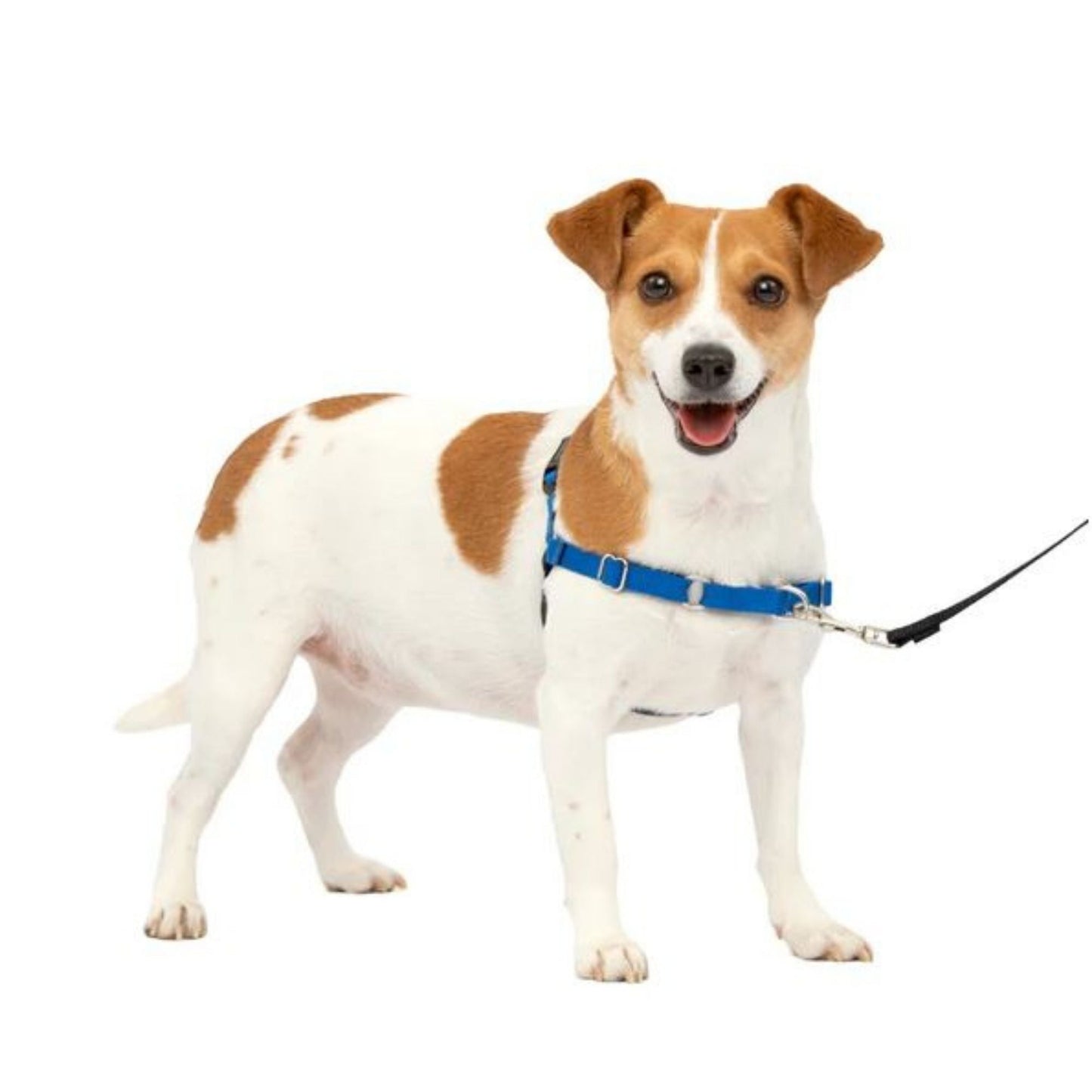 Petsafe Dog Easy Walk Harness Blue Small
