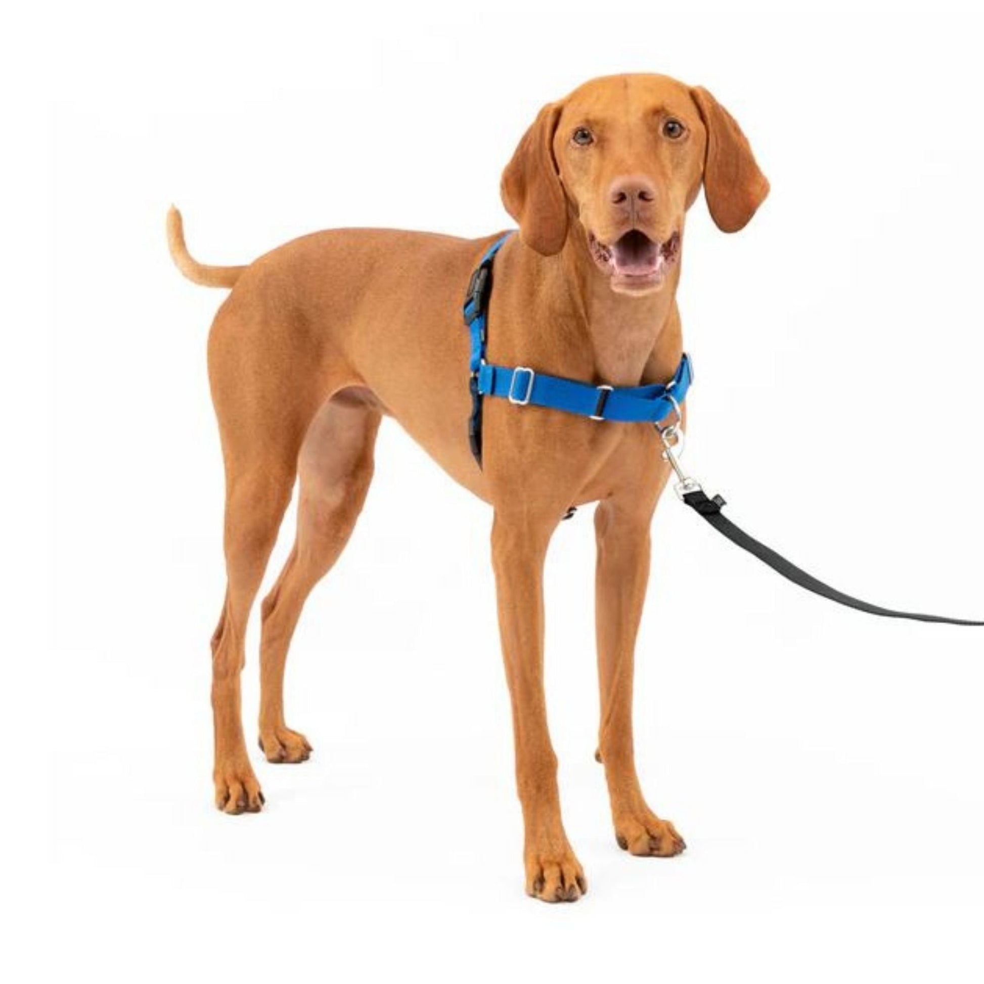 Petsafe Dog Easy Walk Harness Blue Medium
