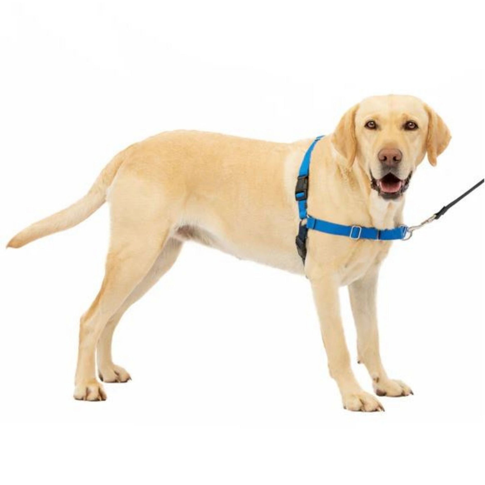 Petsafe Dog Easy Walk Harness Blue Large