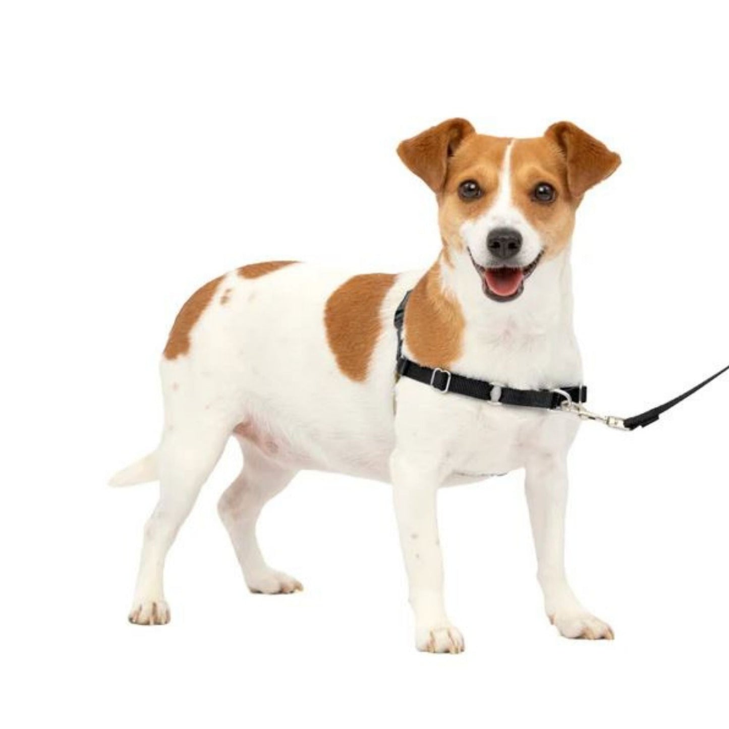 Petsafe Dog Easy Walk Harness Black Small