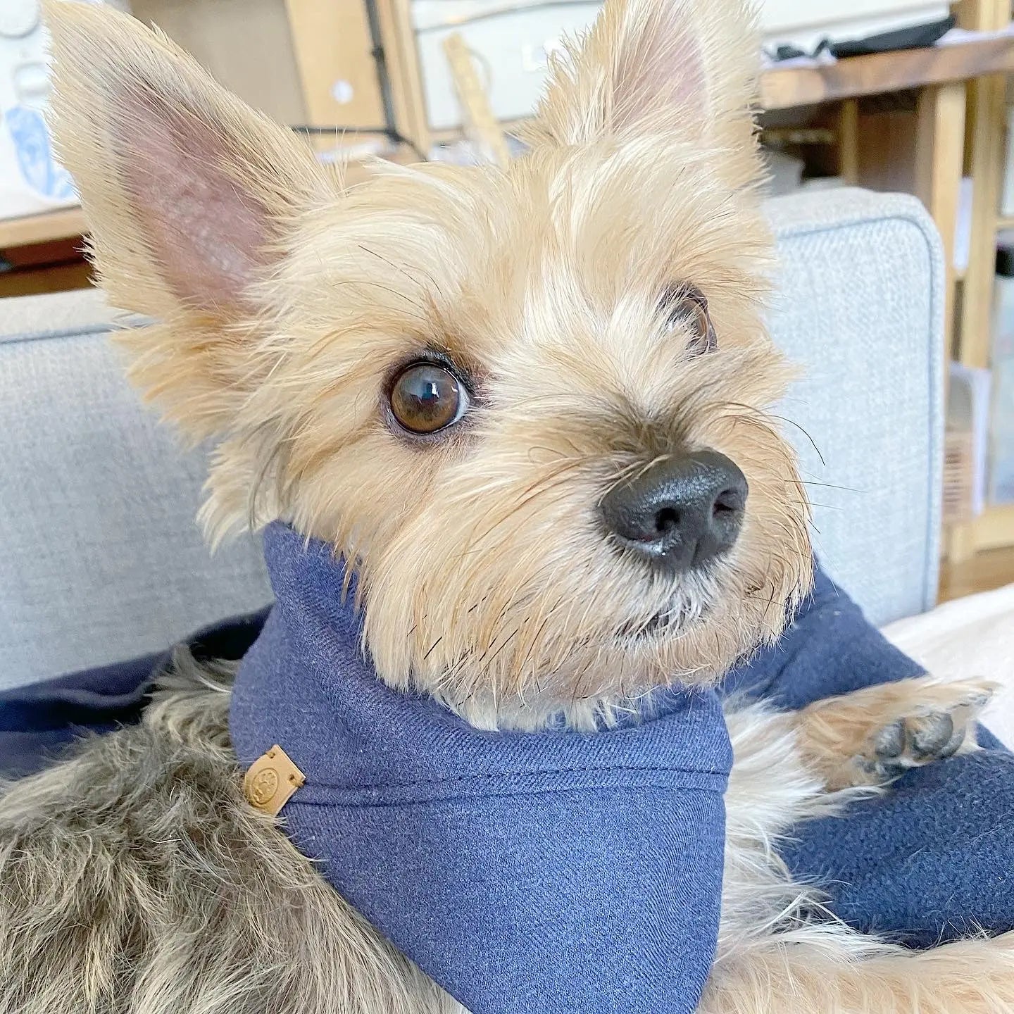 'Aiden' Reversible Pet Bandana BESPOKE PAWS