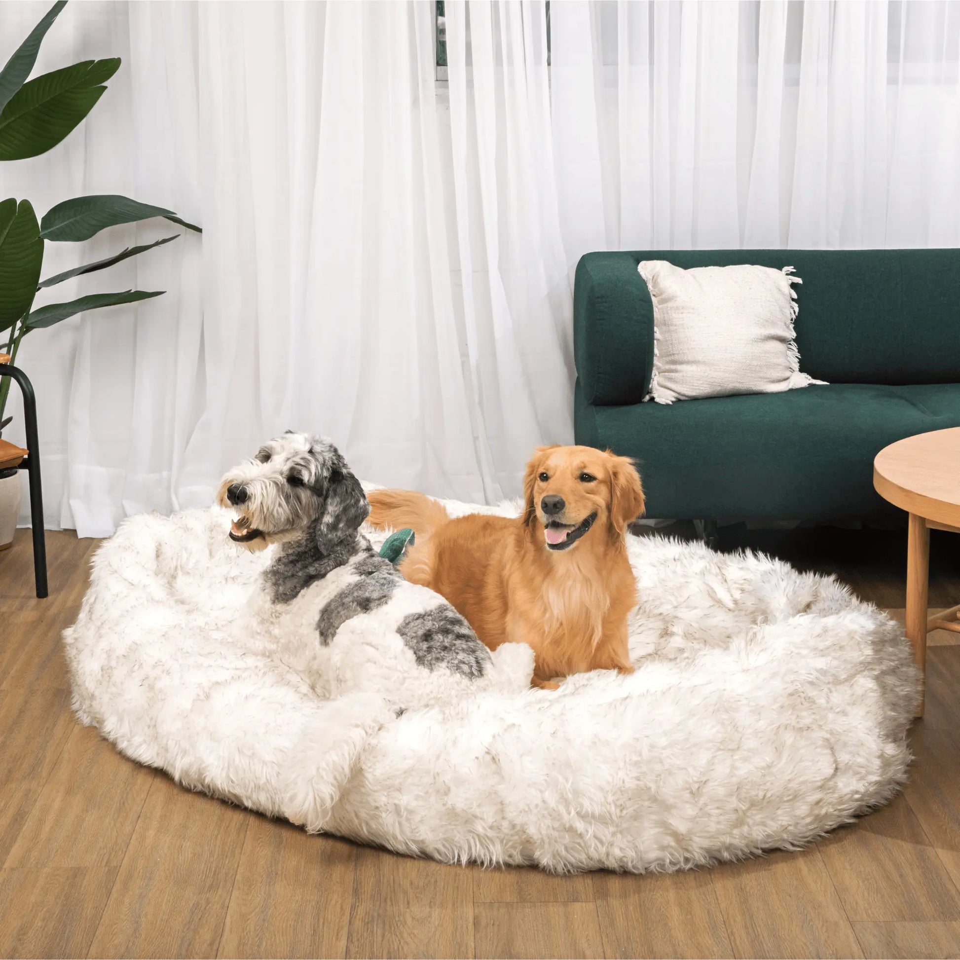 PupCloud™ Human-Size Faux Fur Memory Foam Dog Bed - White with Brown Accents Paw.com