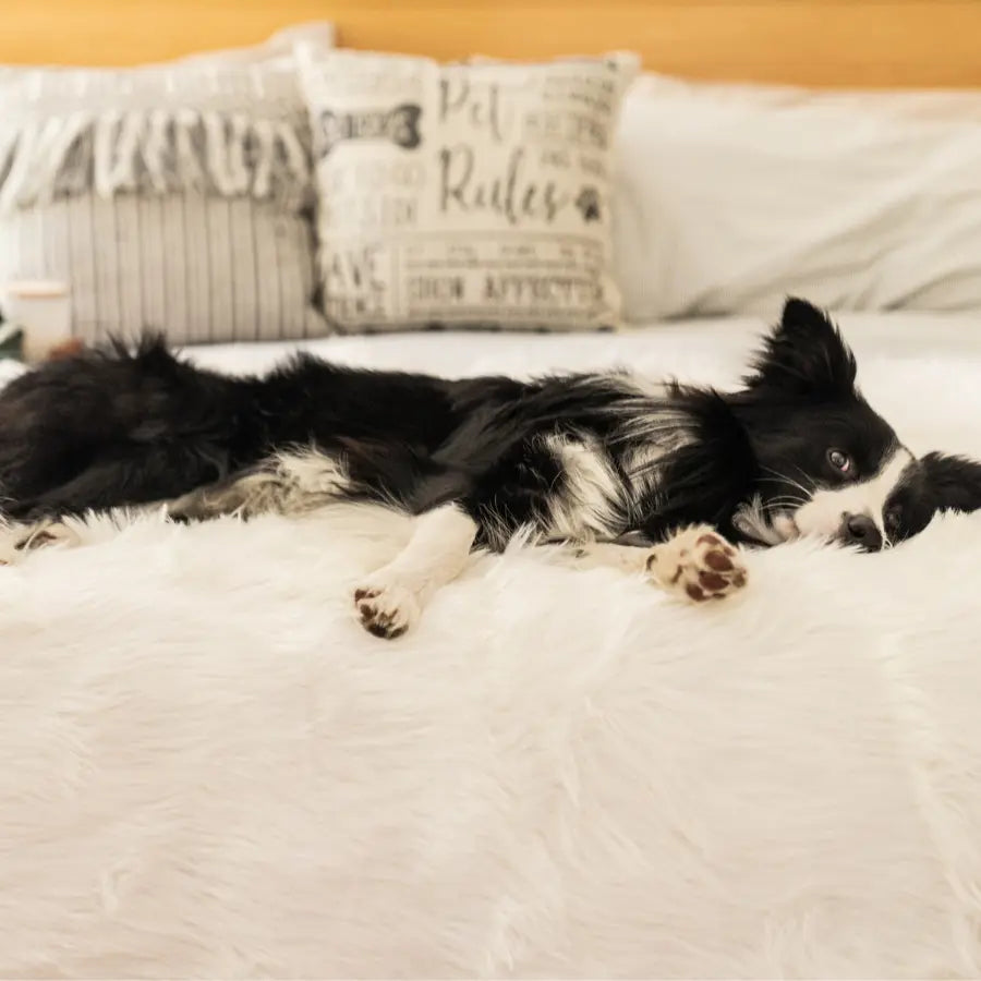 PupProtector™ Waterproof Throw Blanket - Polar White Paw.com