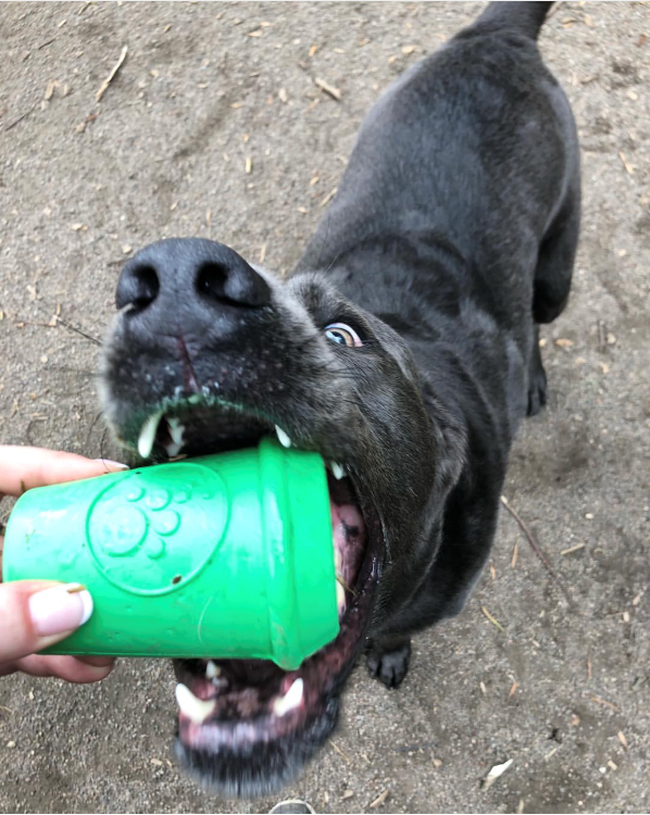 Coffee Cup Rubber Dog Chew Toy for Power Chewers | Treat Dispenser | USA Made