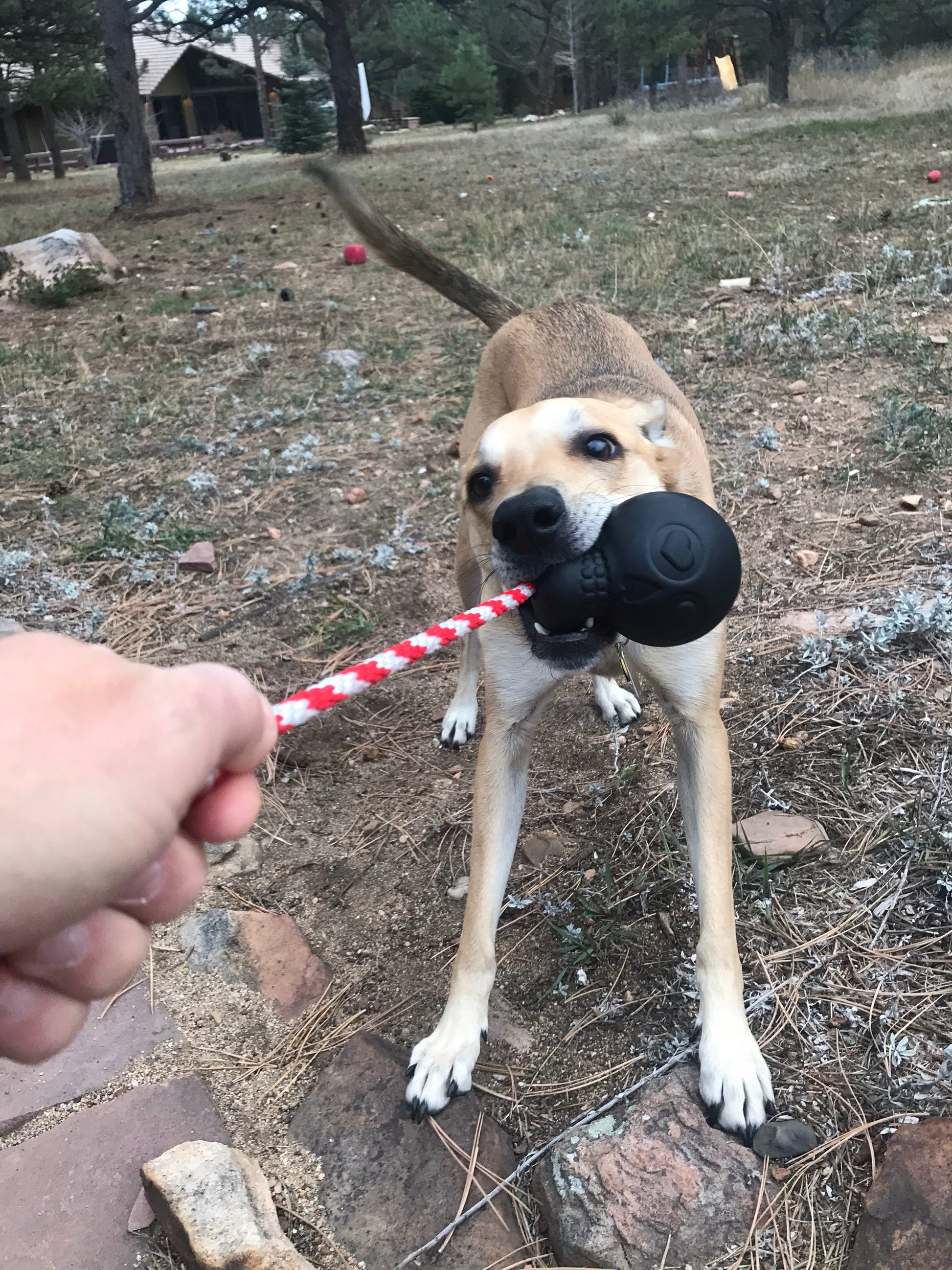 USA-K9 Magnum Skull - Black Magnum Rubber Chew Toy for Extreme Chewers | USA Made