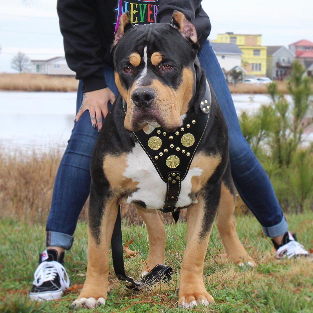 Bestia Maximus Leather Dog Harness – Black & Gold