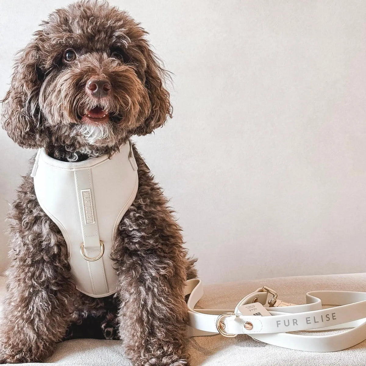 Fur Elise Harness & Leash Set - Bone