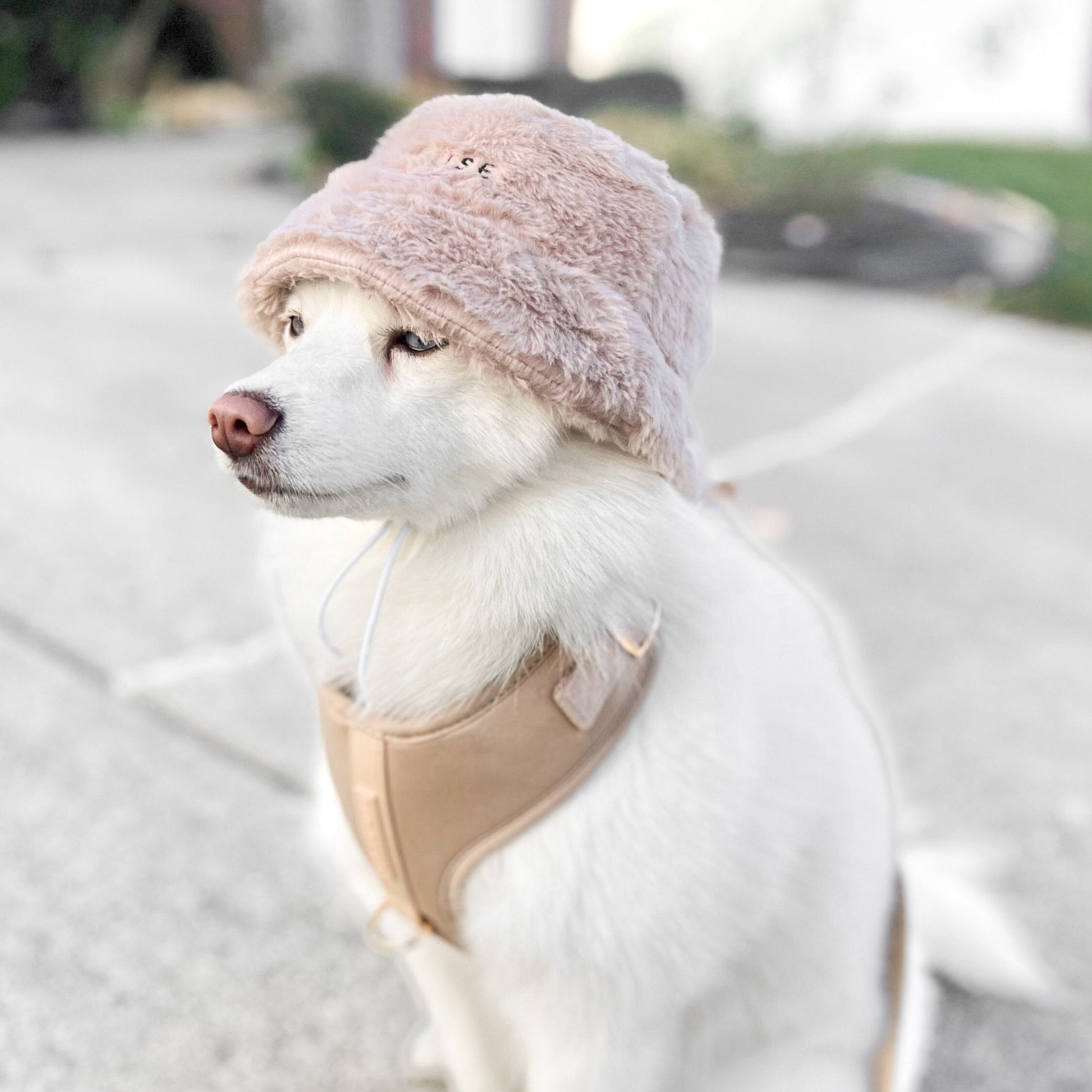 Furi Pet Hat - Sand Elise Galleria