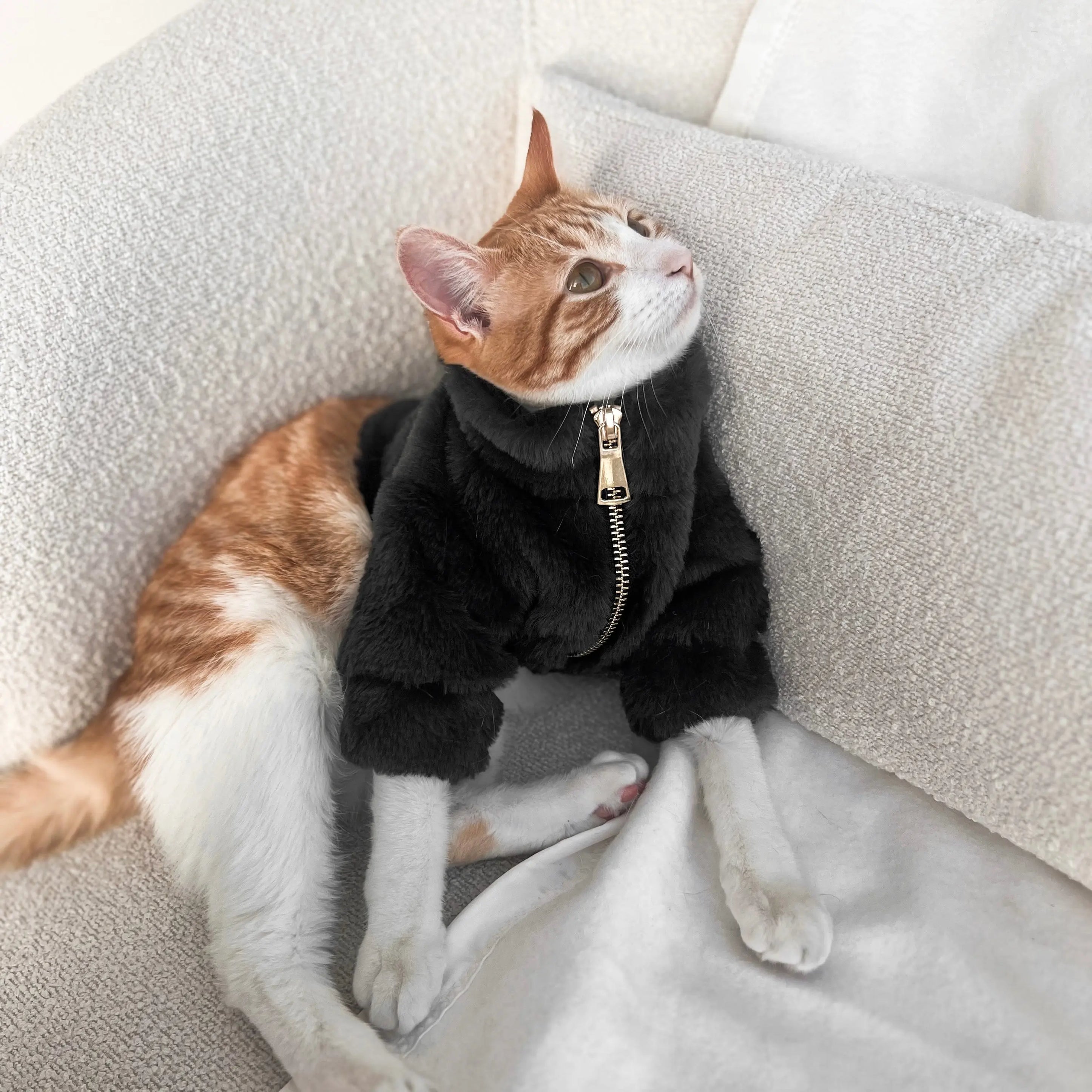 Furi Pet Coat - Noir Elise Galleria