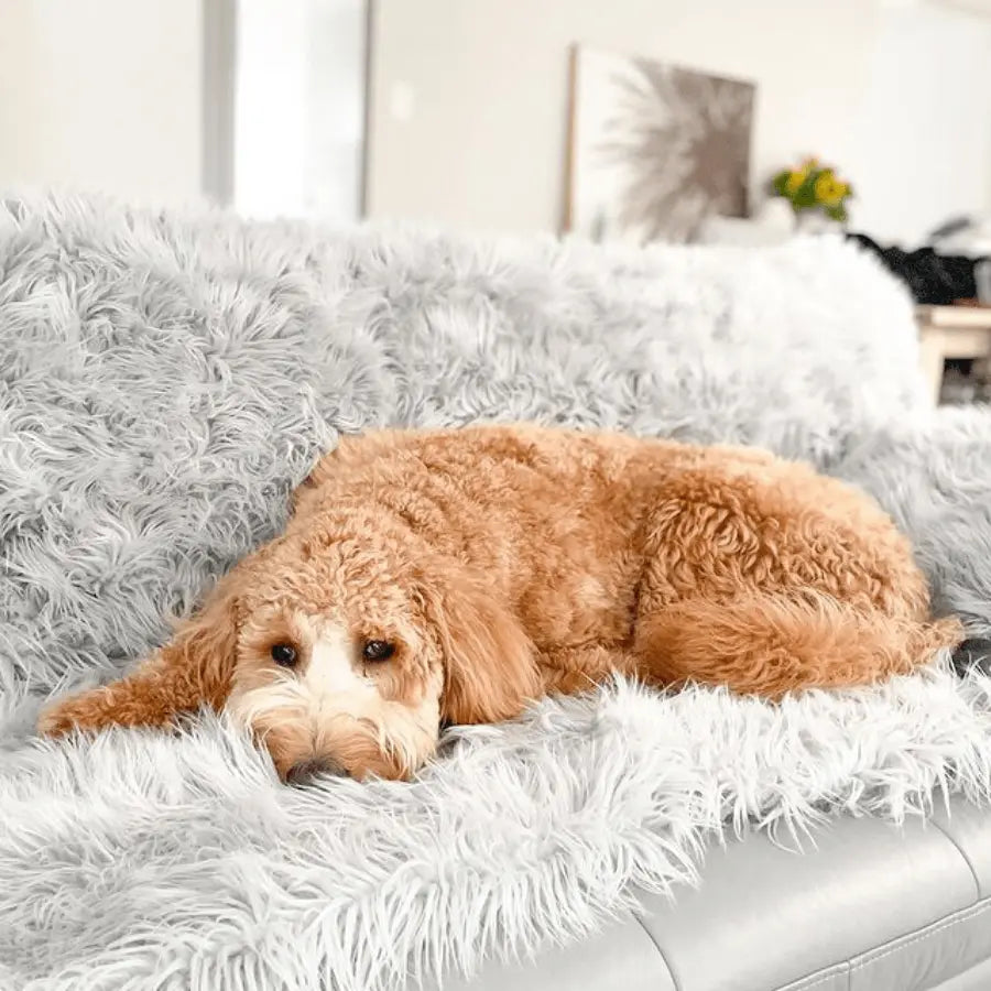 PupProtector™ Waterproof Throw Blanket - Grey Paw.com