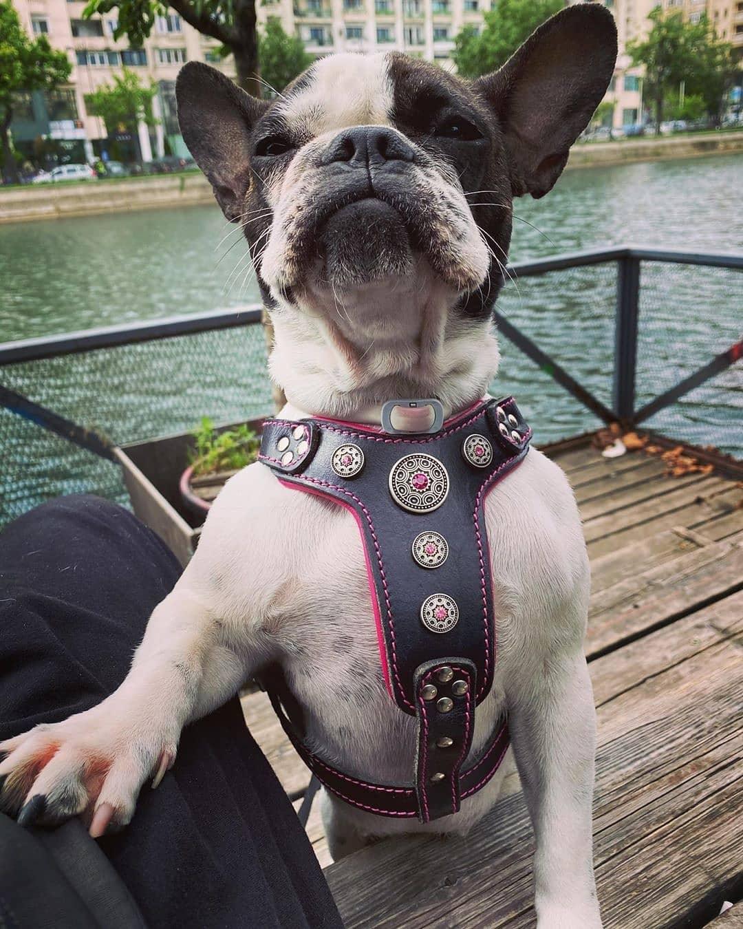Bestia Bijou Leather Dog Harness – Black & Pink, Small–Medium Dogs