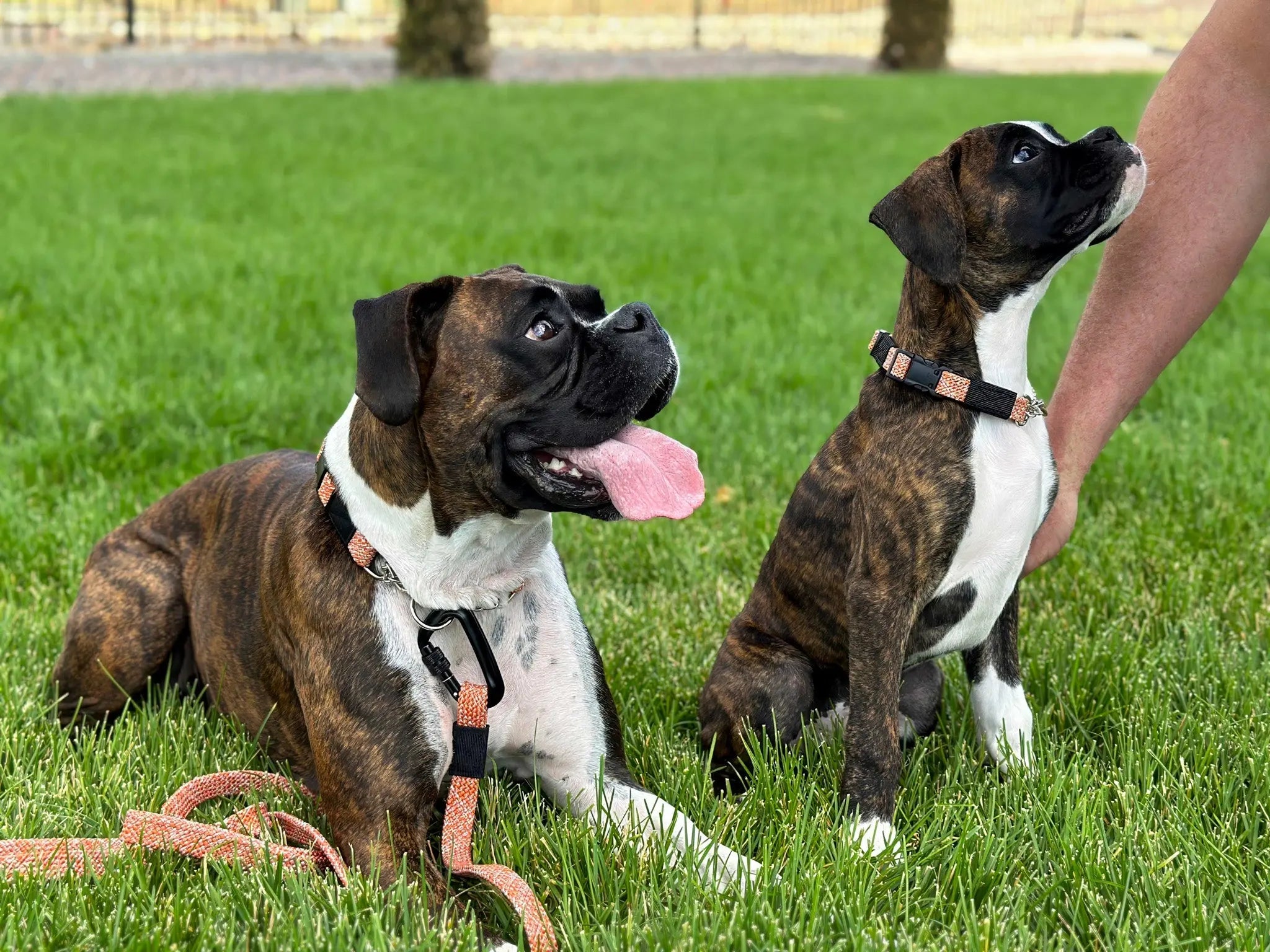 Adventure Style Flat Weave Climbing Rope Martingale Dog Collar Euro-Dog Collars and Leads