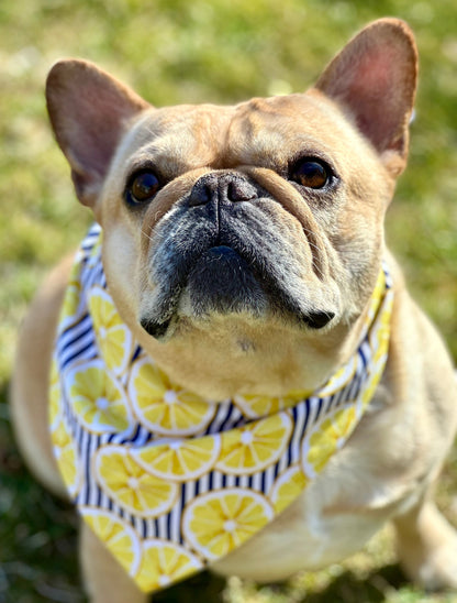 Lemon Dog Bandana Happy Tails Outfitters
