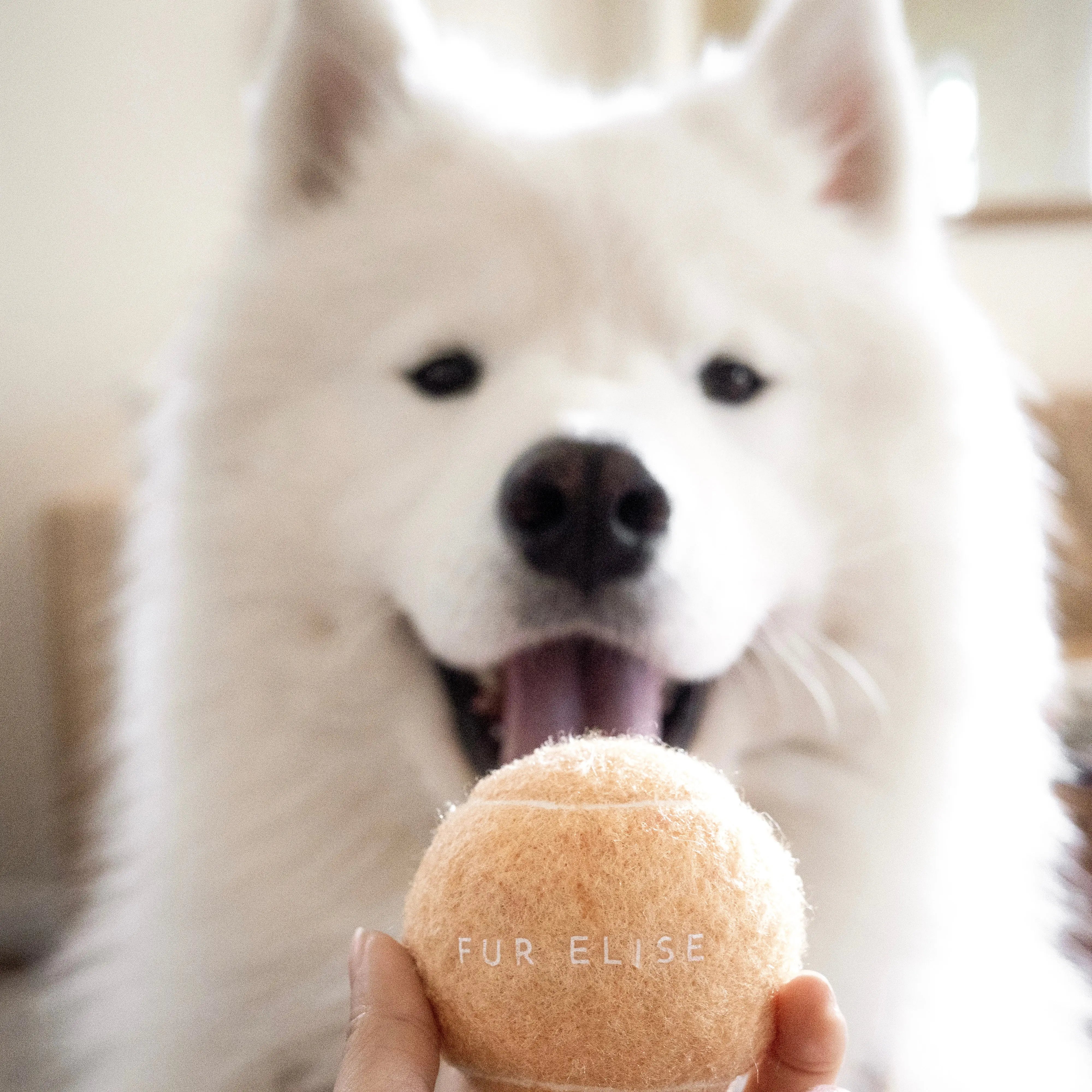 Fur Elise Classic Tennis Ball Set of 5 - Sand