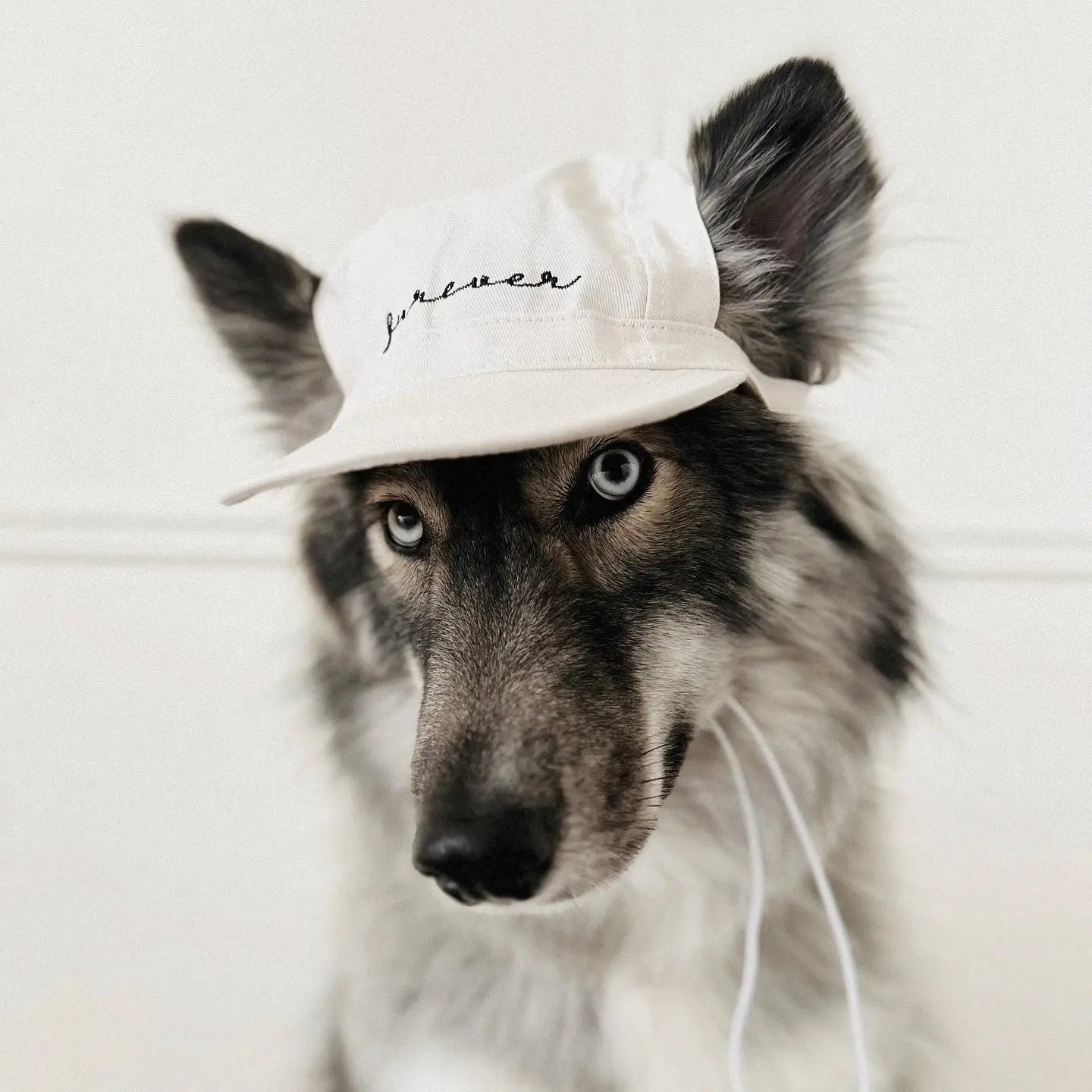 Furever Pet Hat Elise Galleria
