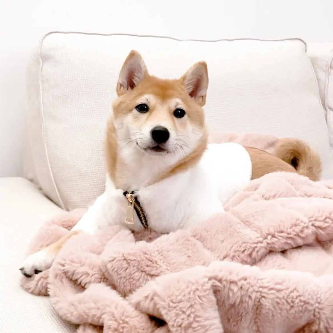 Fur Elise Furi Pet Coat - Bone