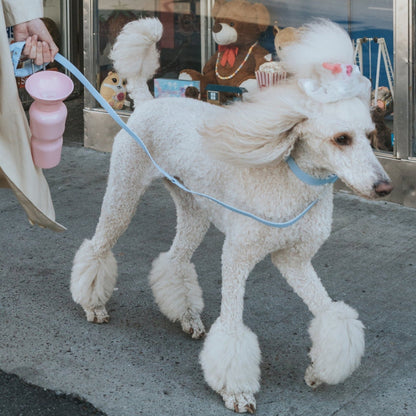 Original Dog Leash with Neoprene Handle Springland Pets