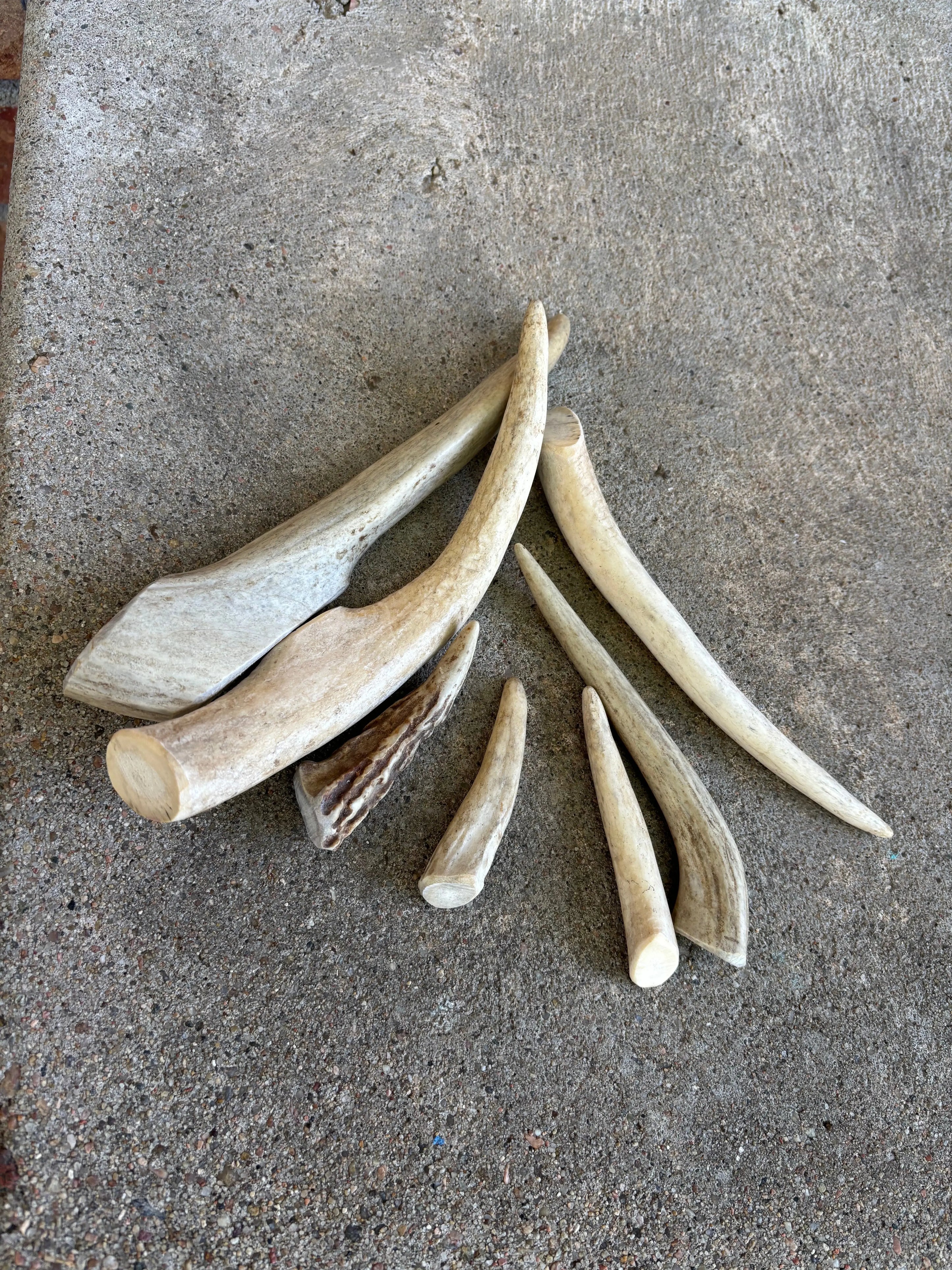 Deer Antler- Large Dogalicious Dog Treats, LLC