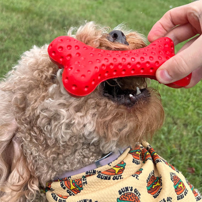 Arlo's Favorite Rubber Bone Alpha Pak