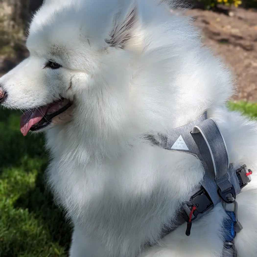 Magnetic Dog Harness - One-Hand Clip, No-Pull Design Up Dog Shop