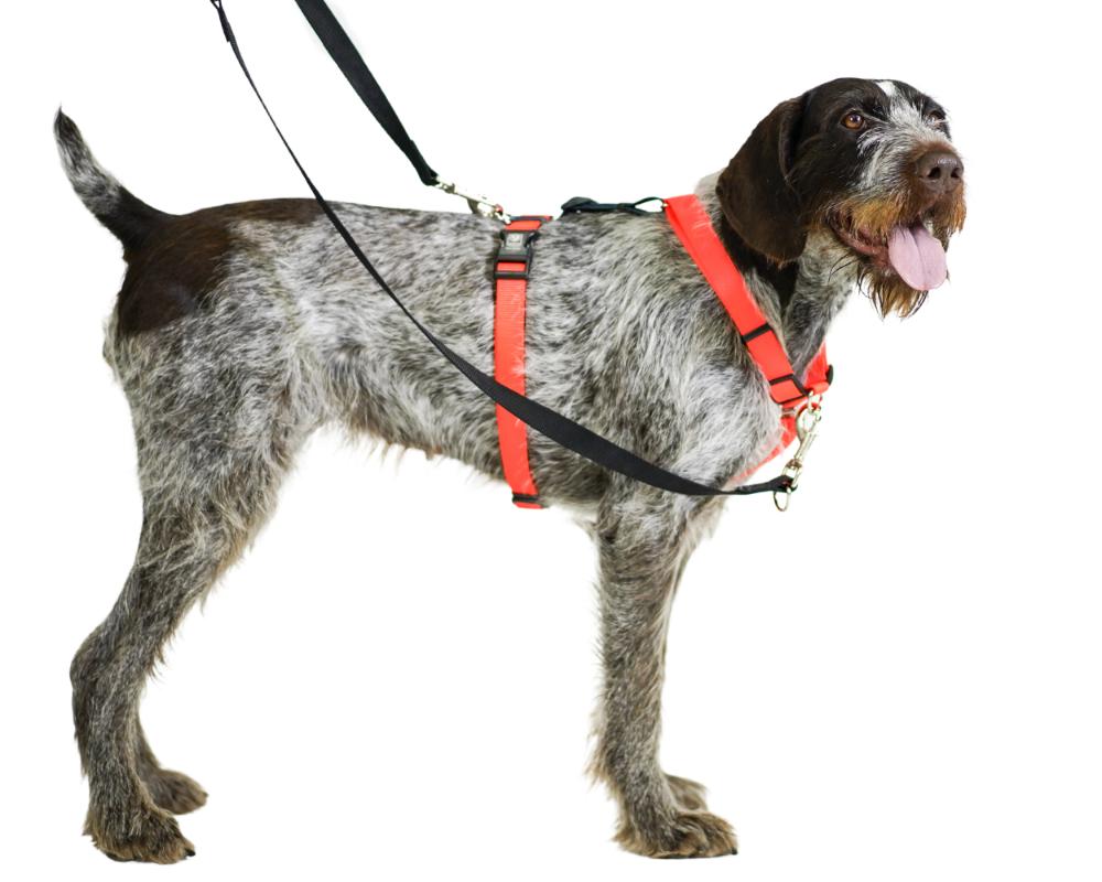 Balance Harness Blue-9 Pet Products