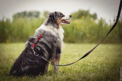 Balance Harness Blue-9 Pet Products