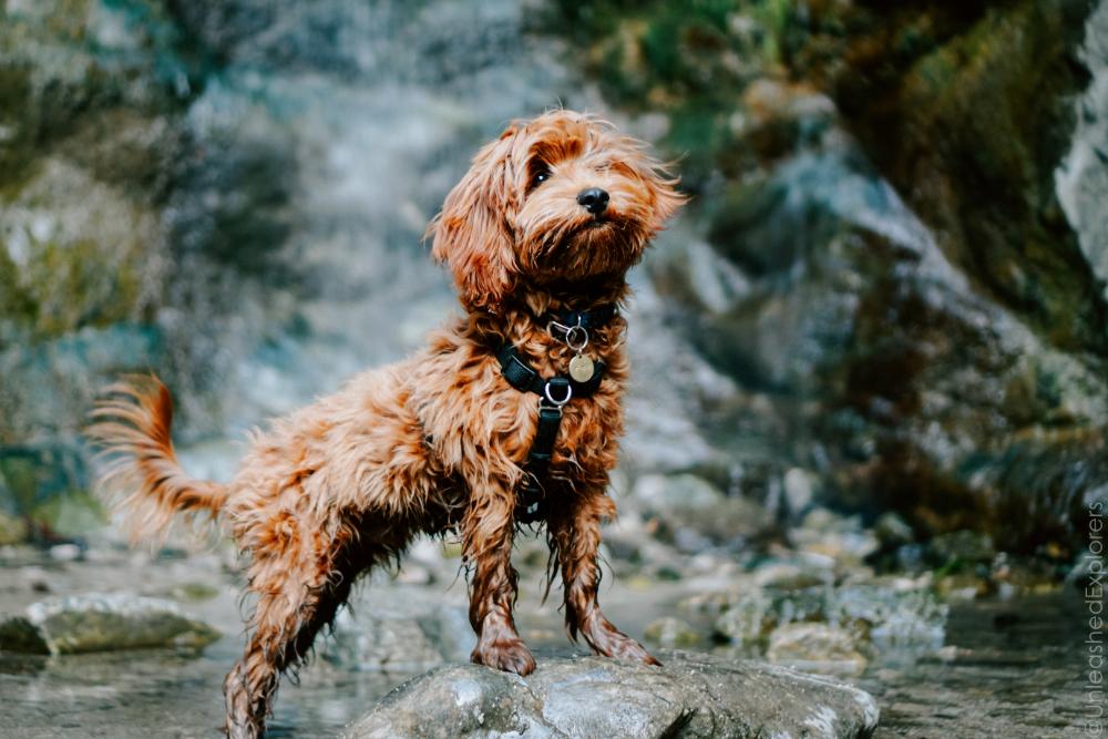 Balance Harness Blue-9 Pet Products