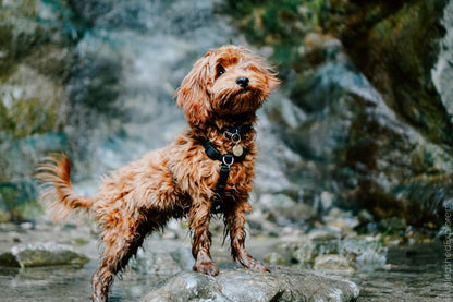 Balance Harness Blue-9 Pet Products