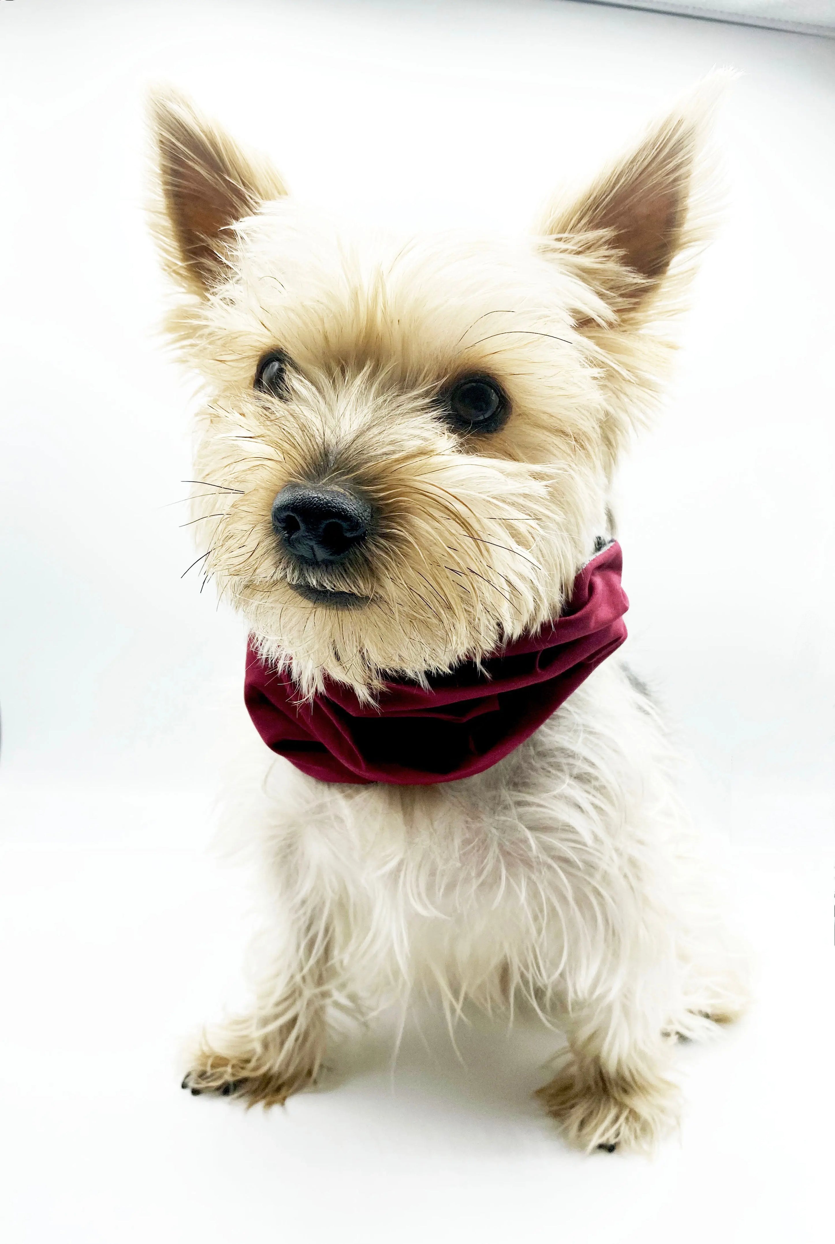 'Bobby' Reversible Pet Snood BESPOKE PAWS