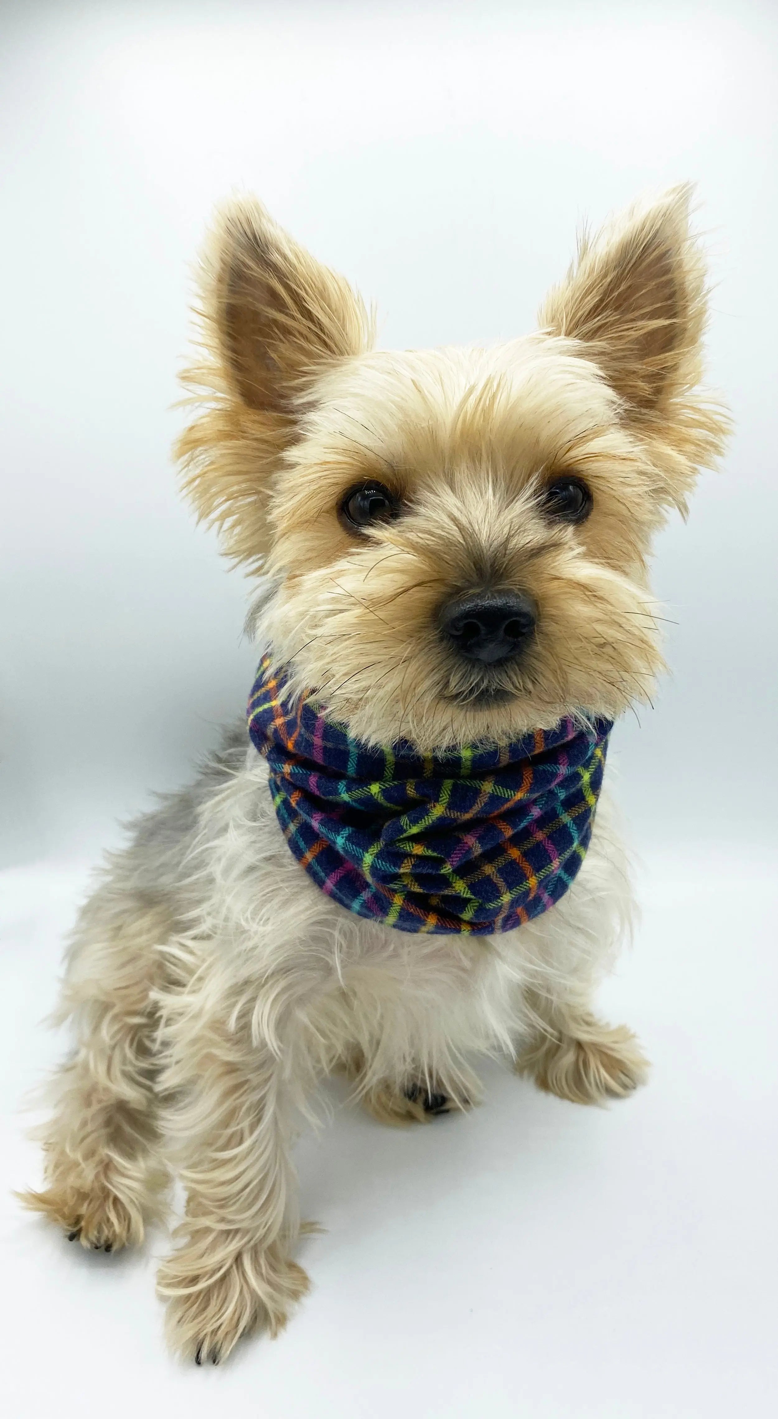 'Brett' Reversible Pet Snood BESPOKE PAWS