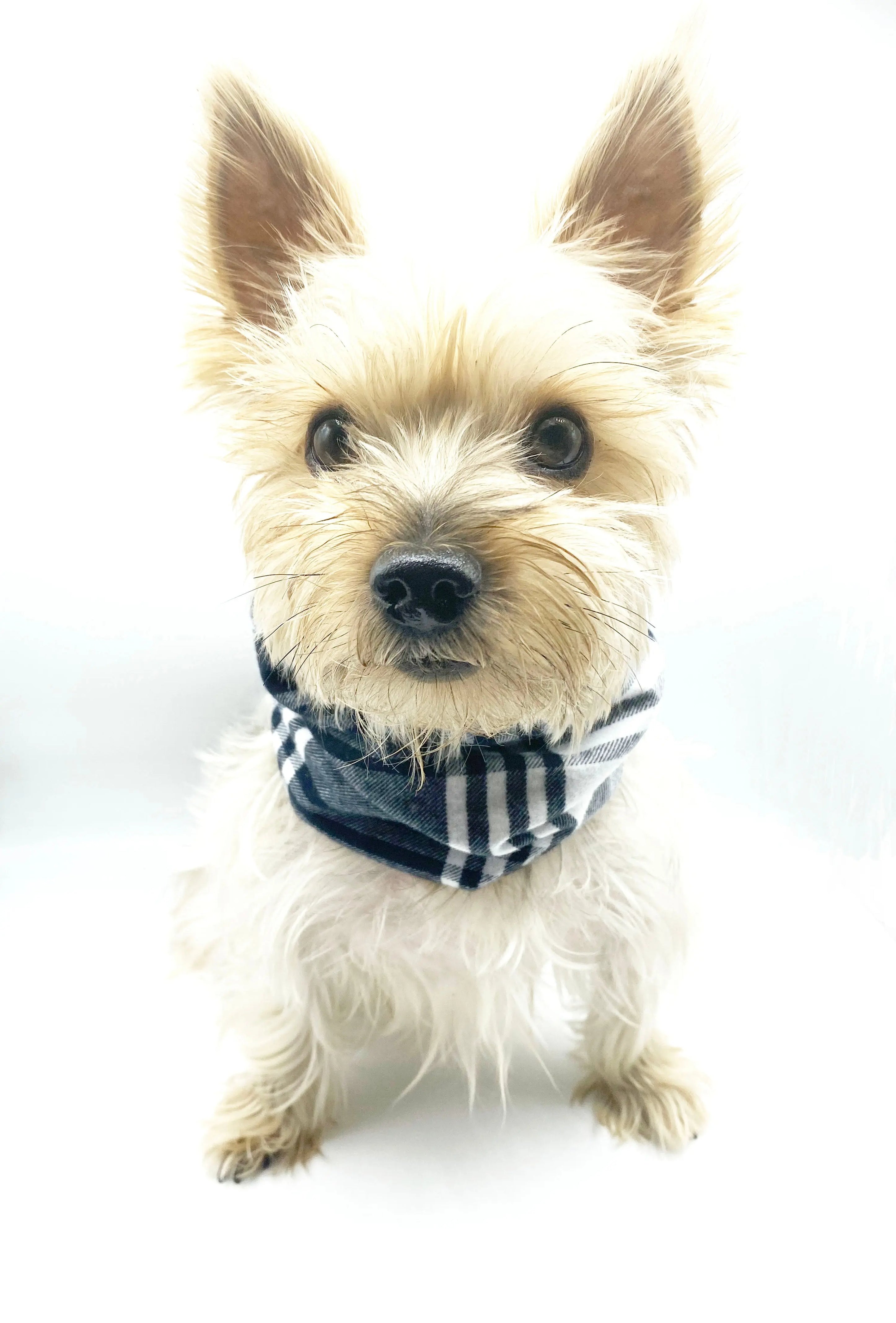 'Bobby' Reversible Pet Snood BESPOKE PAWS