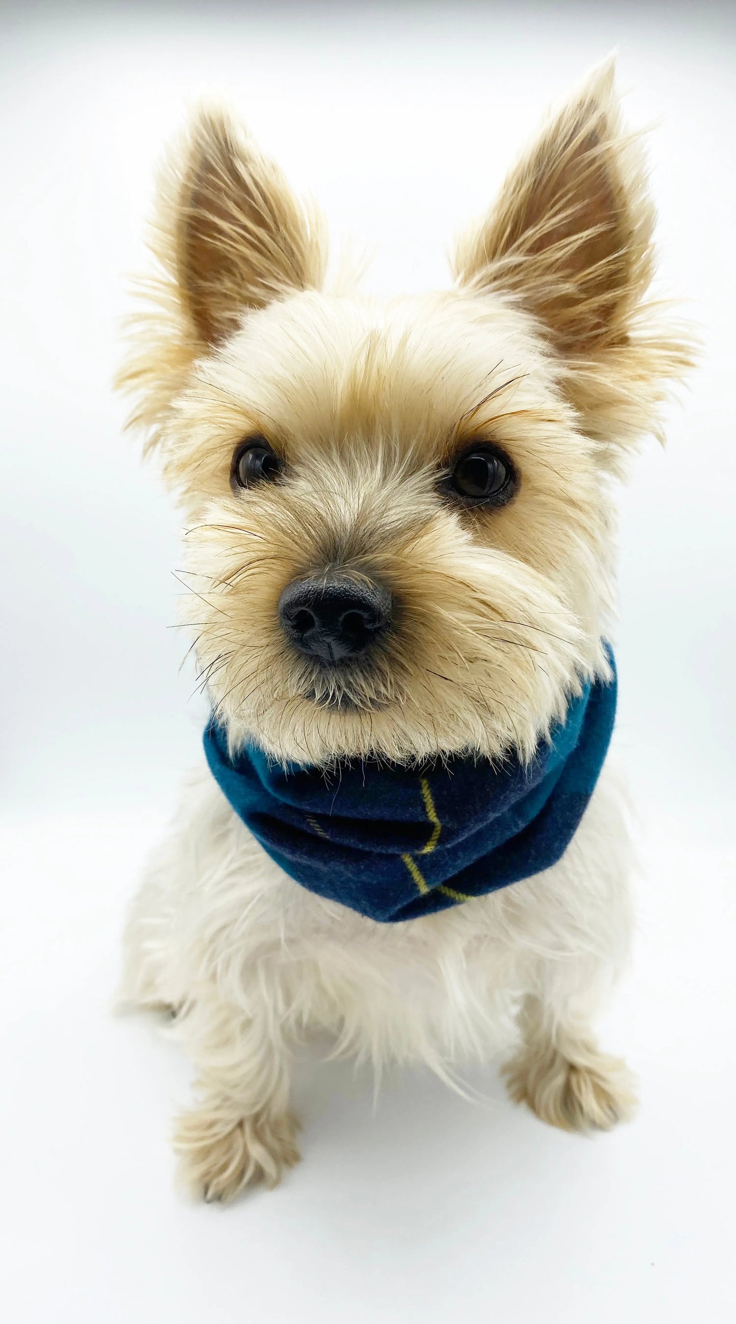 'Blair' Reversible Pet Snood BESPOKE PAWS