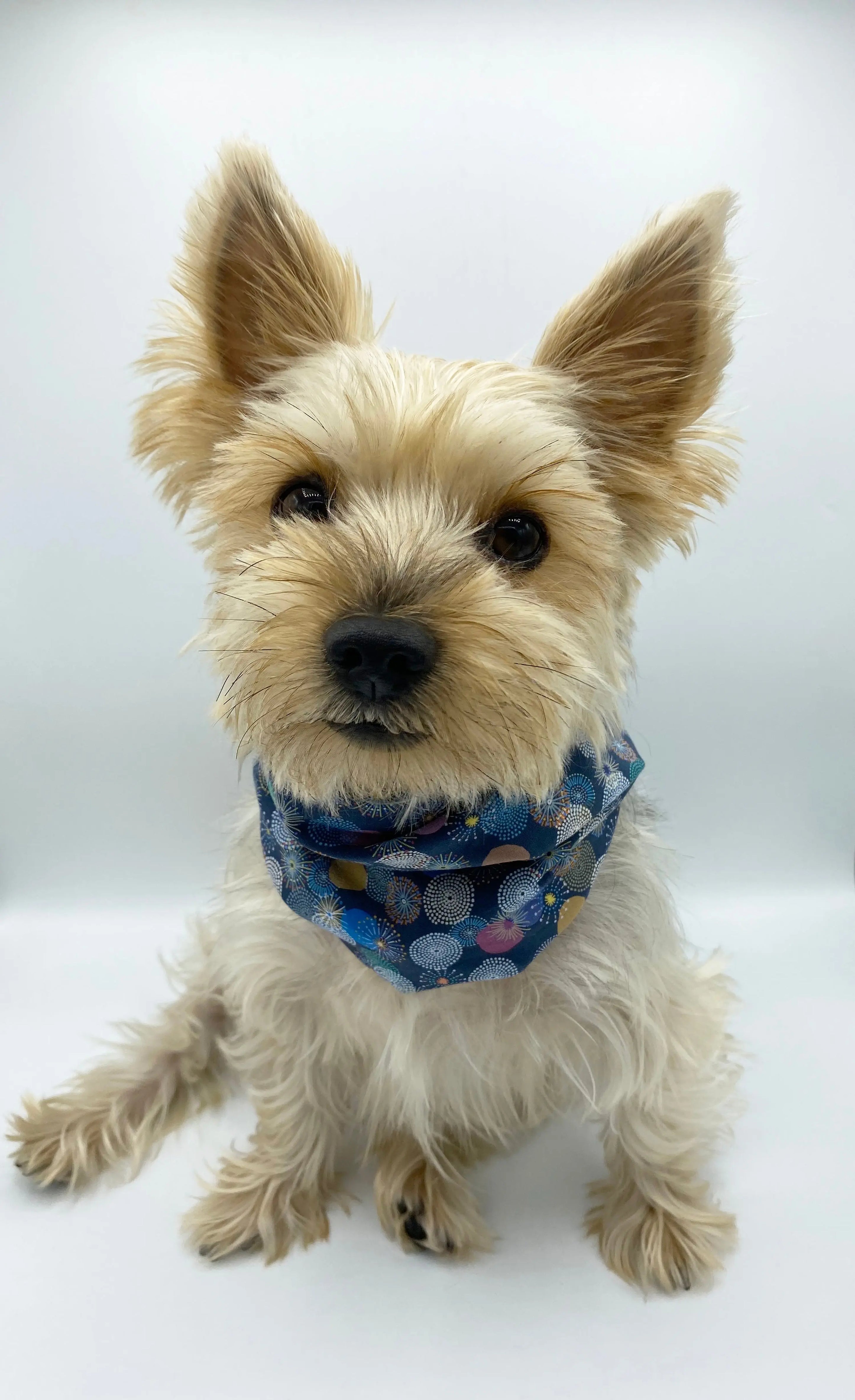 'Blair' Reversible Pet Snood BESPOKE PAWS