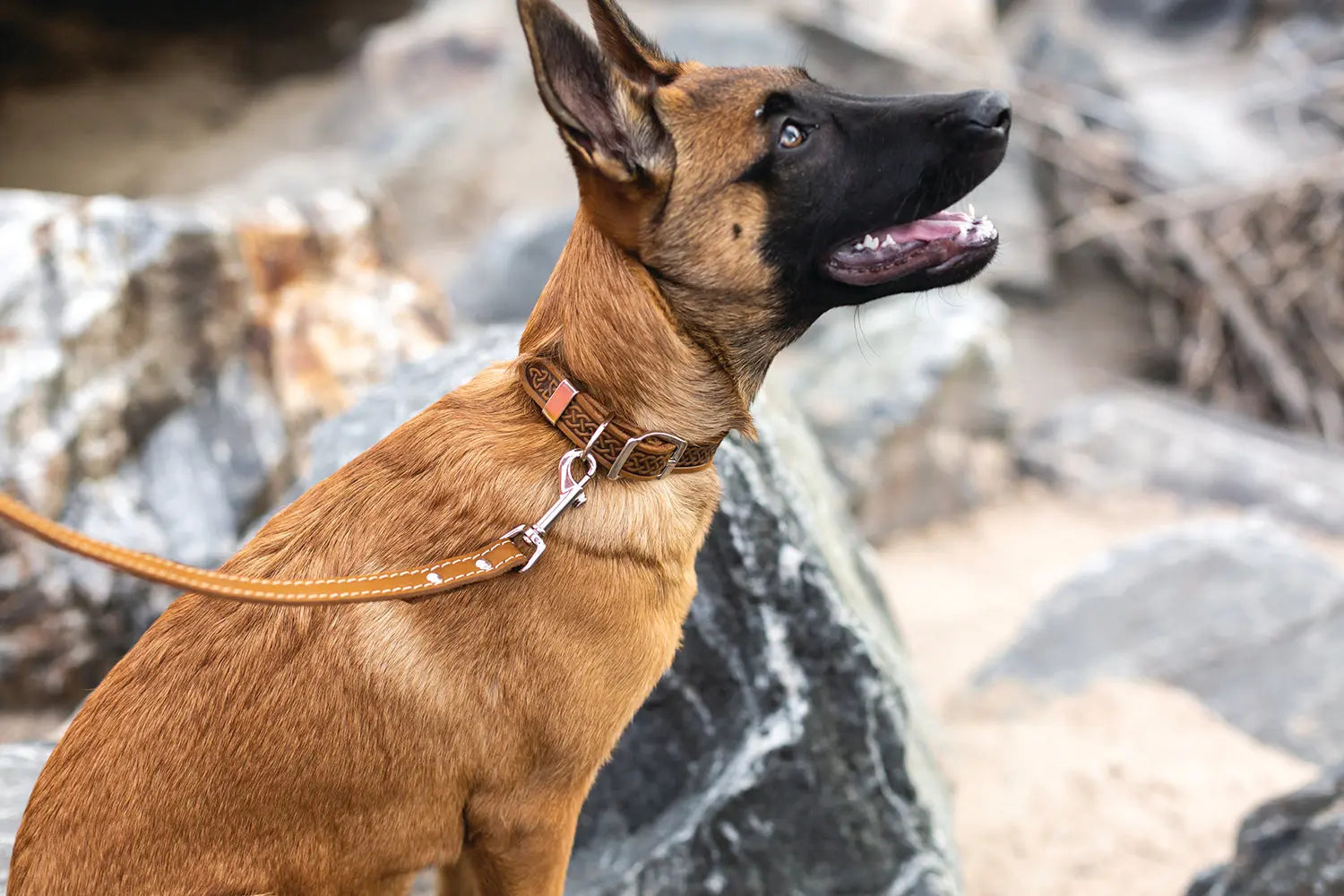 Z Celtic Style Leather Dog Collar Euro-Dog Collars and Leads