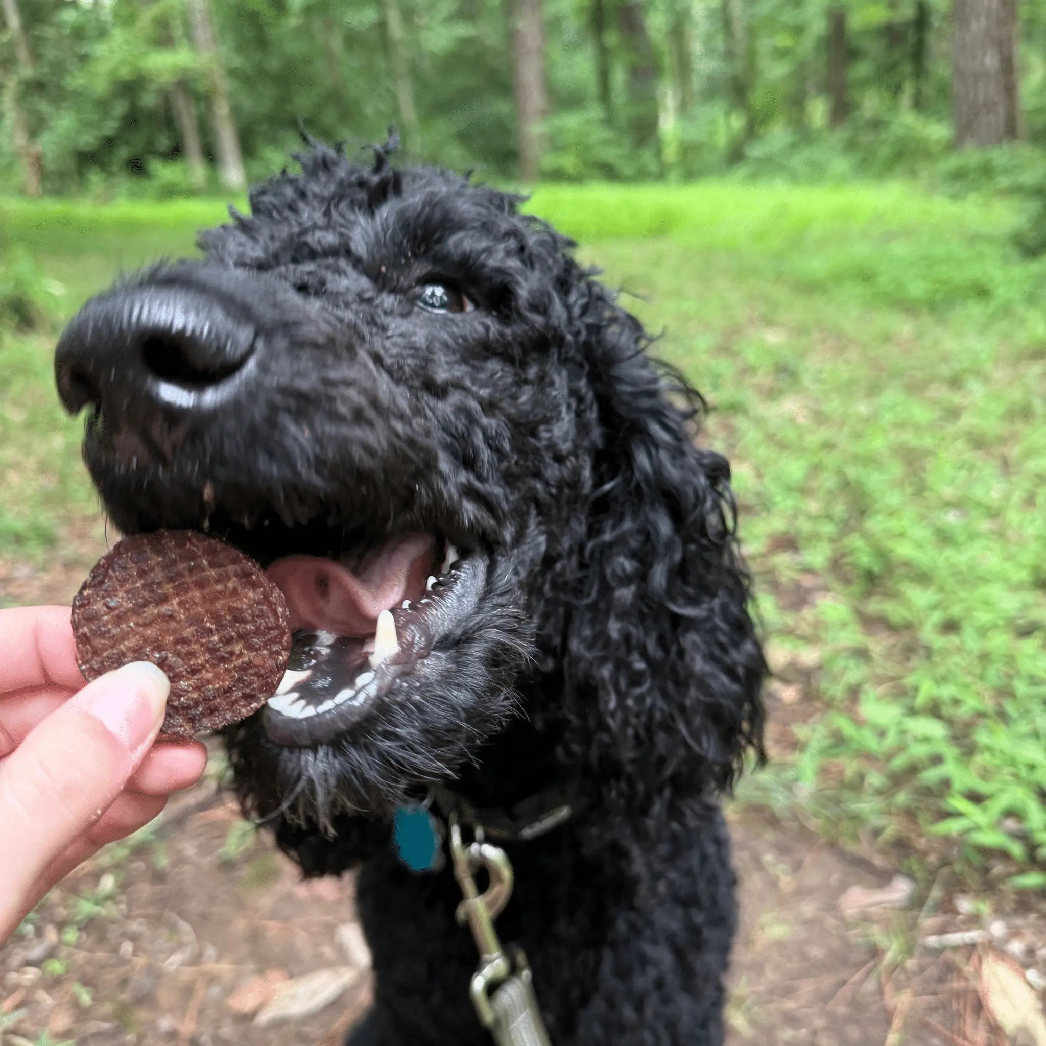 Beef Chips Dog Treats | Single-Ingredient Healthy Treats for Dogs Farm To Pet