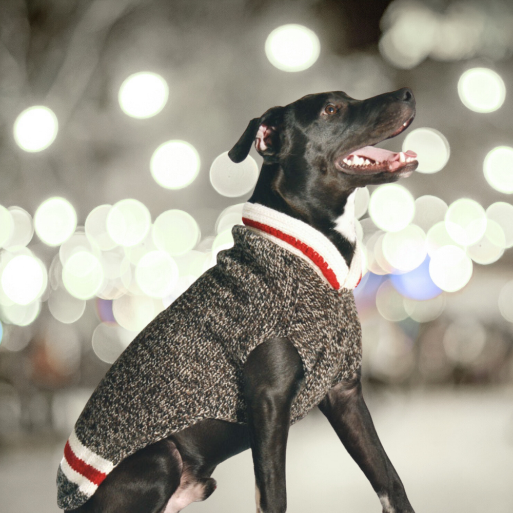 Boyfriend Dog Sweater