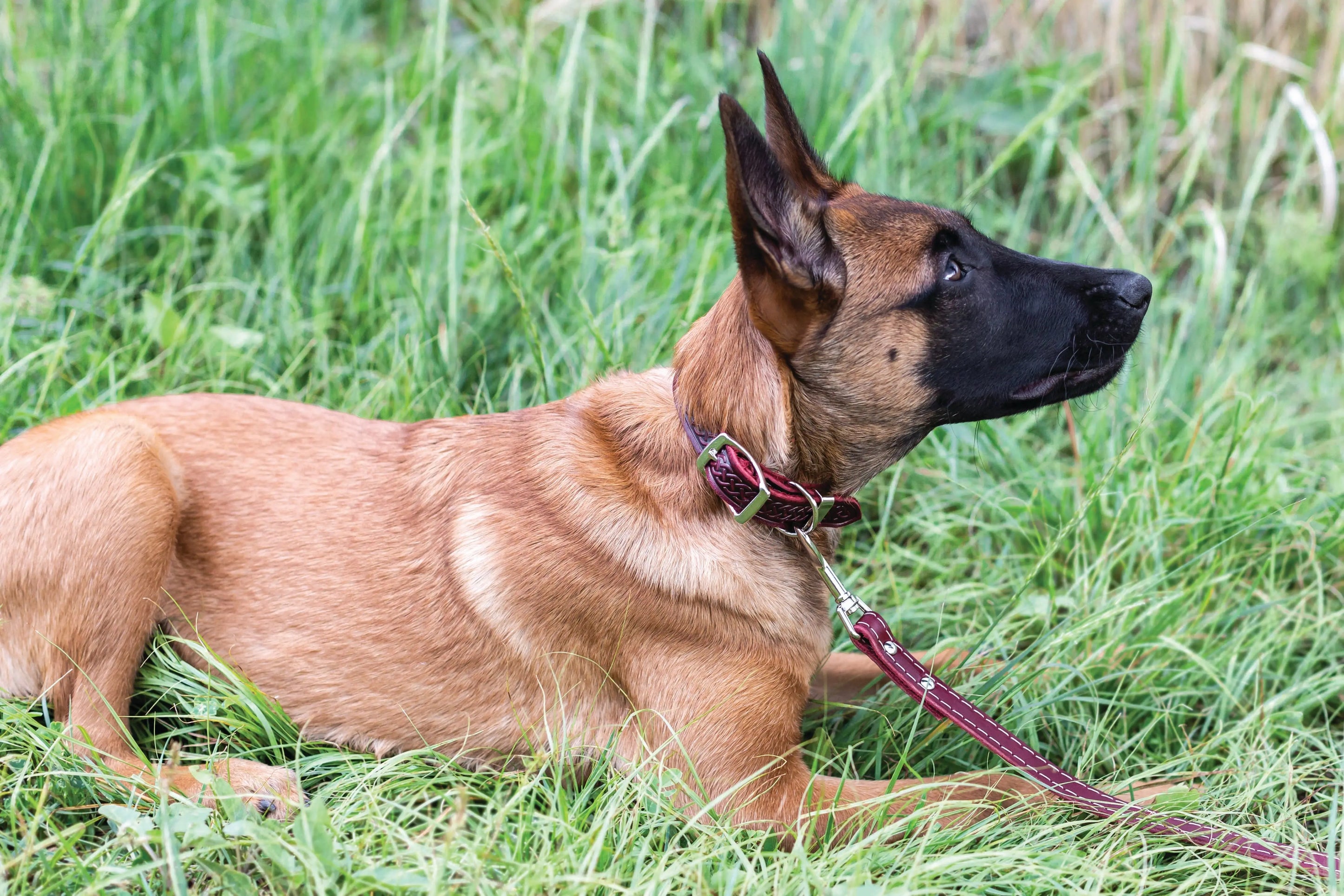 Z Celtic Style Leather Dog Collar Euro-Dog Collars and Leads