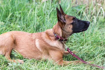 Z Celtic Style Leather Dog Collar Euro-Dog Collars and Leads